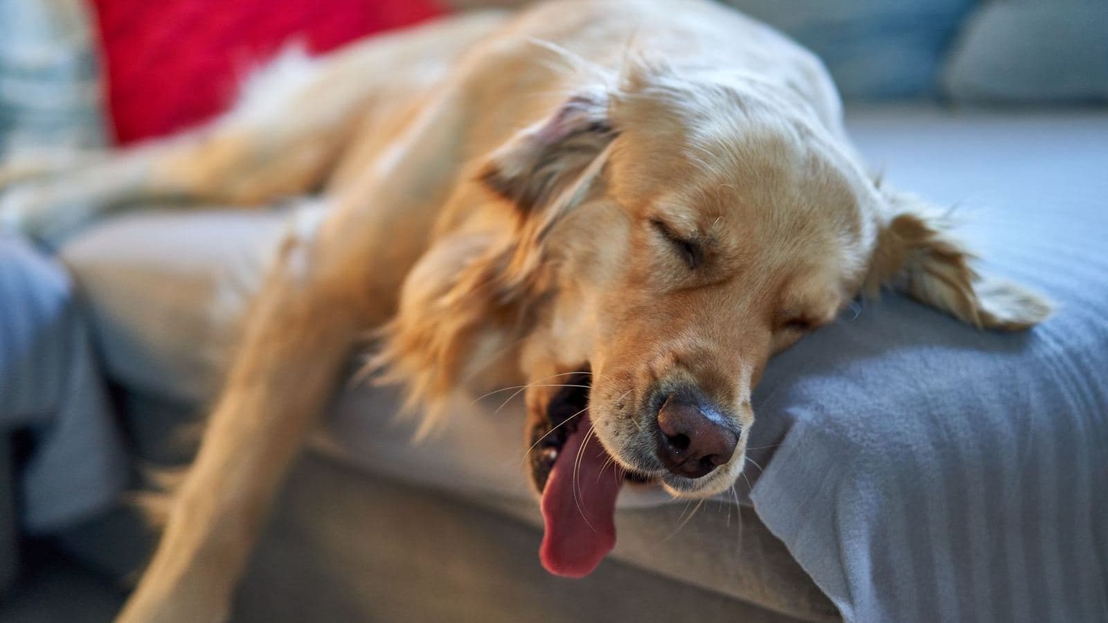 A golden retriever asleep with its tongue out - At What Age Do Dogs Calm Down? Energy by Life Stage