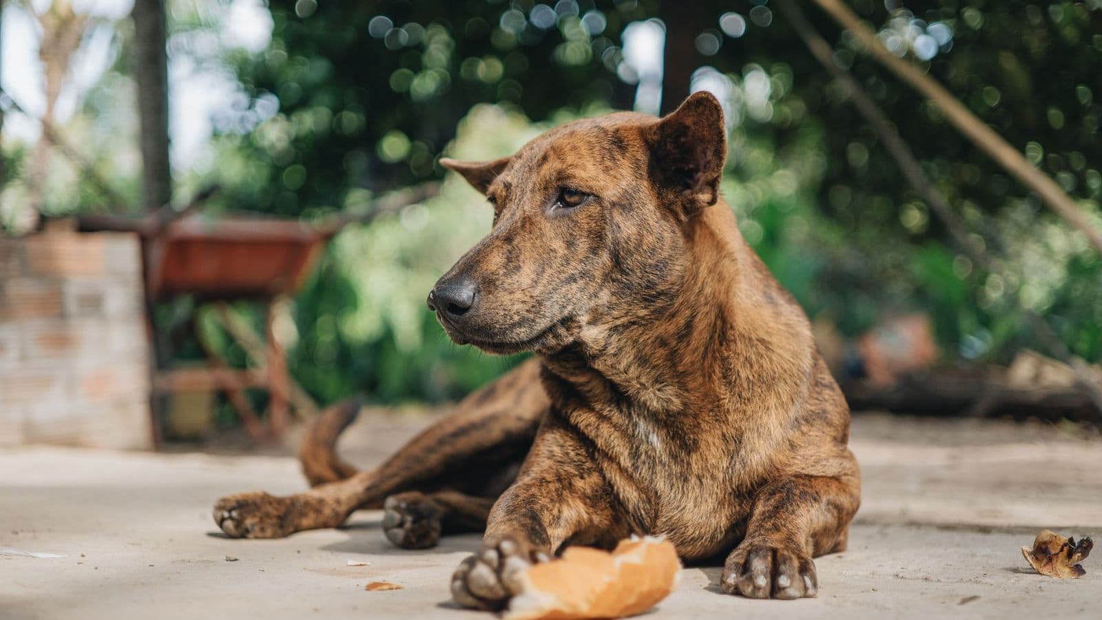 A dog lying beside a piece of bread - Can Dogs Eat Bread? Baked Versus Raw Dough