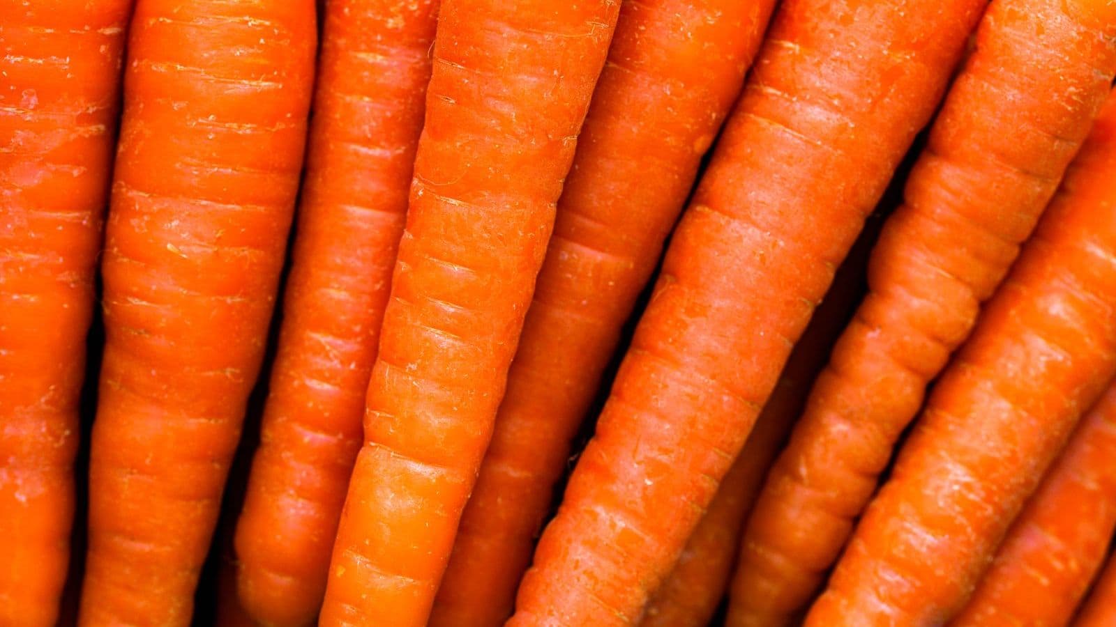 Fresh orange carrots - Can Dogs Eat Carrots? Raw, Cooked and Safe Sizes