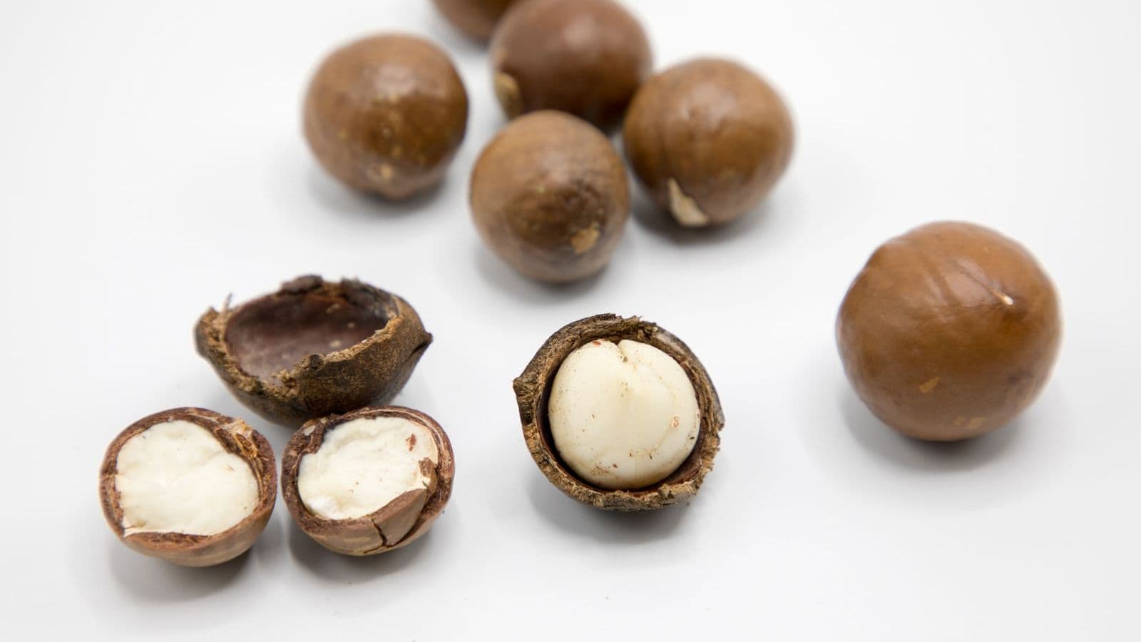Macadamia nuts - Can Dogs Eat Macadamia Nuts? No, They Are Toxic