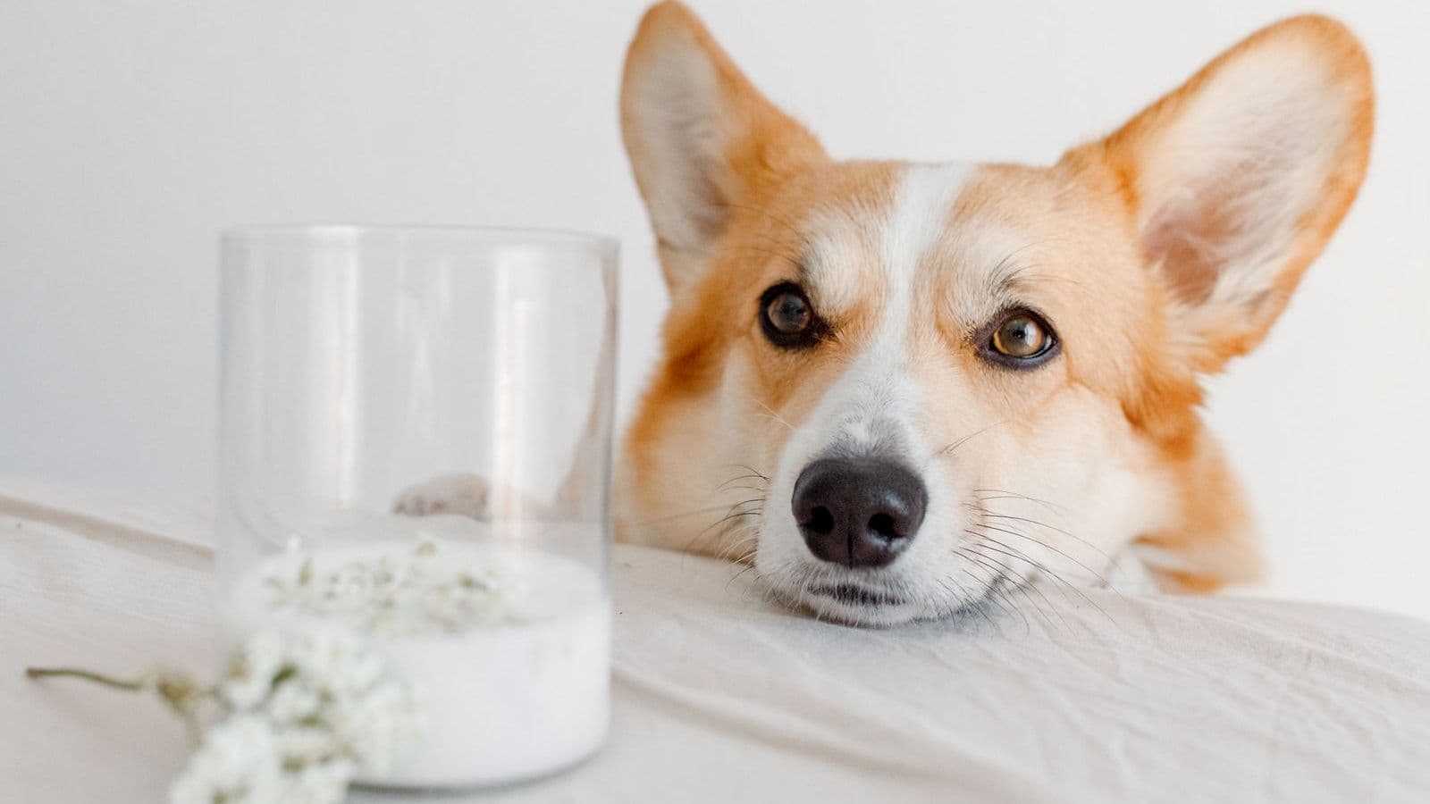 A corgi next to a glass of milk - Can Dogs Drink Milk? Lactose and Better Choices