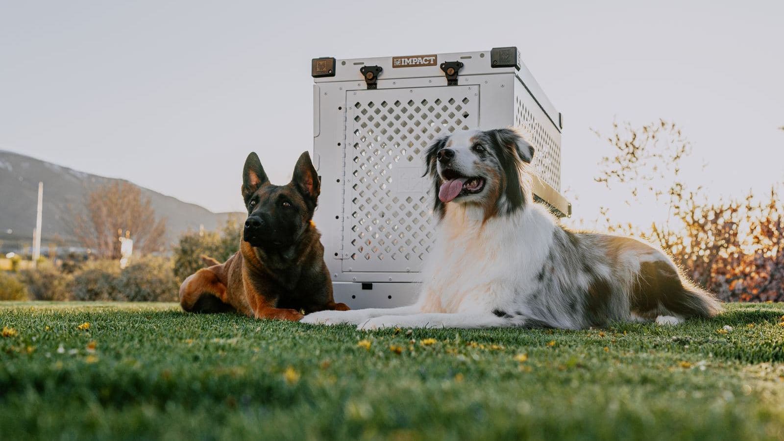 Two adult dogs resting on the grass beside a crate - Crate Training an Adult Dog (Never Crated Before)