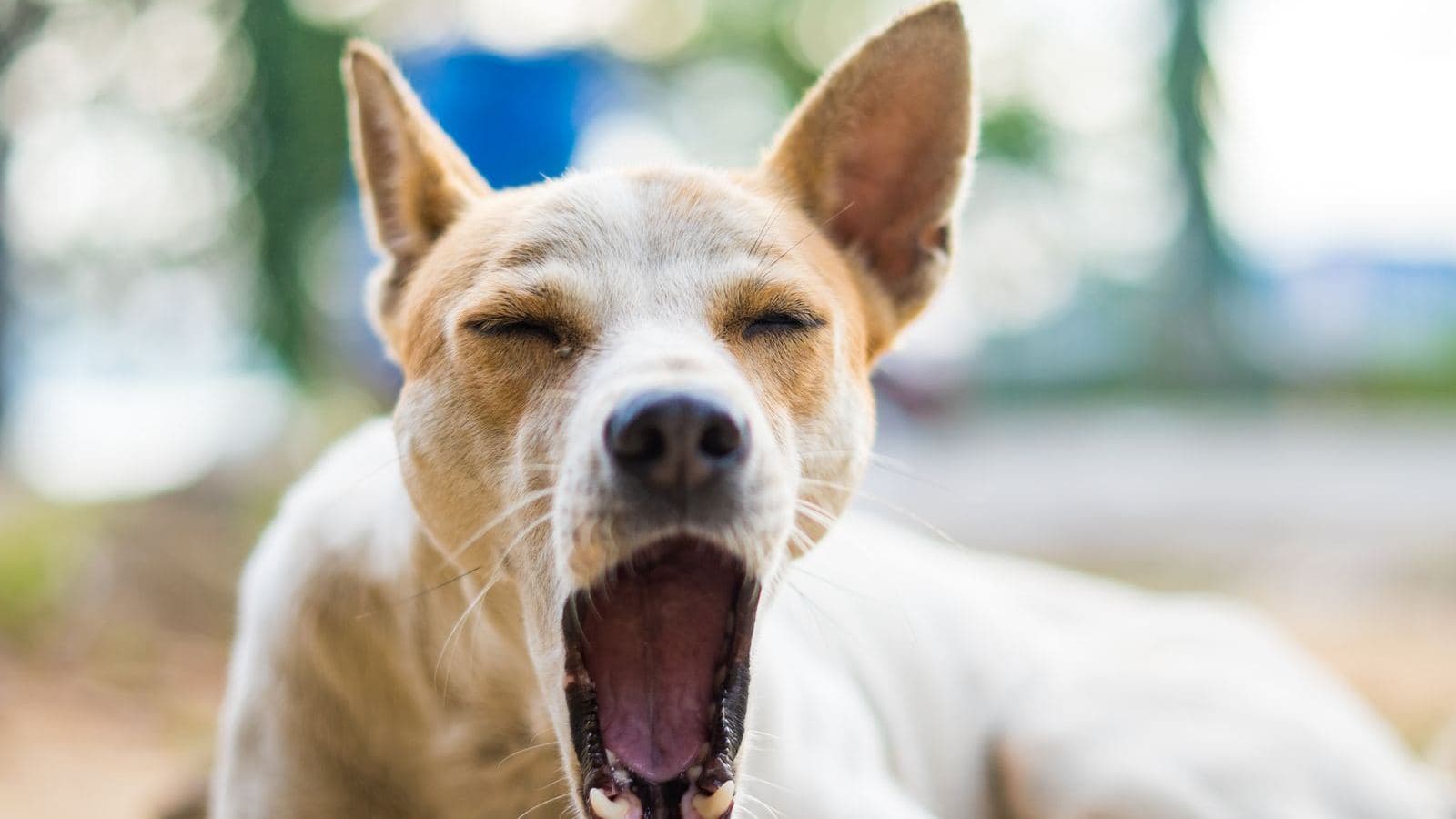 A dog mid-yawn with its eyes closed - Understanding Your Dog's Body Language and Stress Signals
