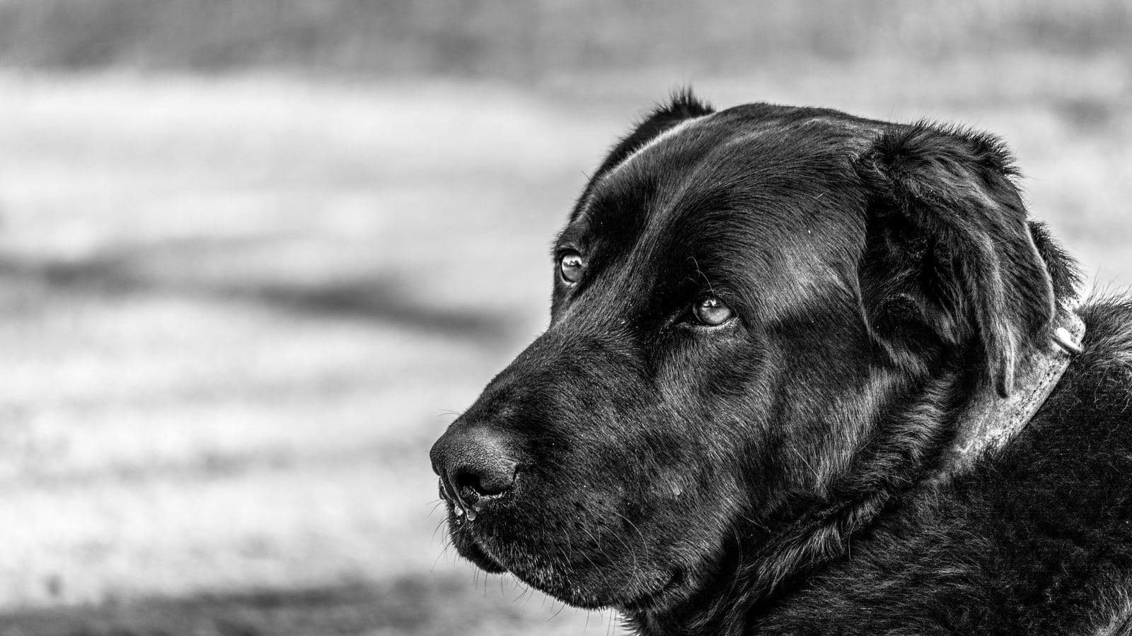 A black dog in a black and white portrait, looking to the side - E-Collar Training: What to Know Before You Start