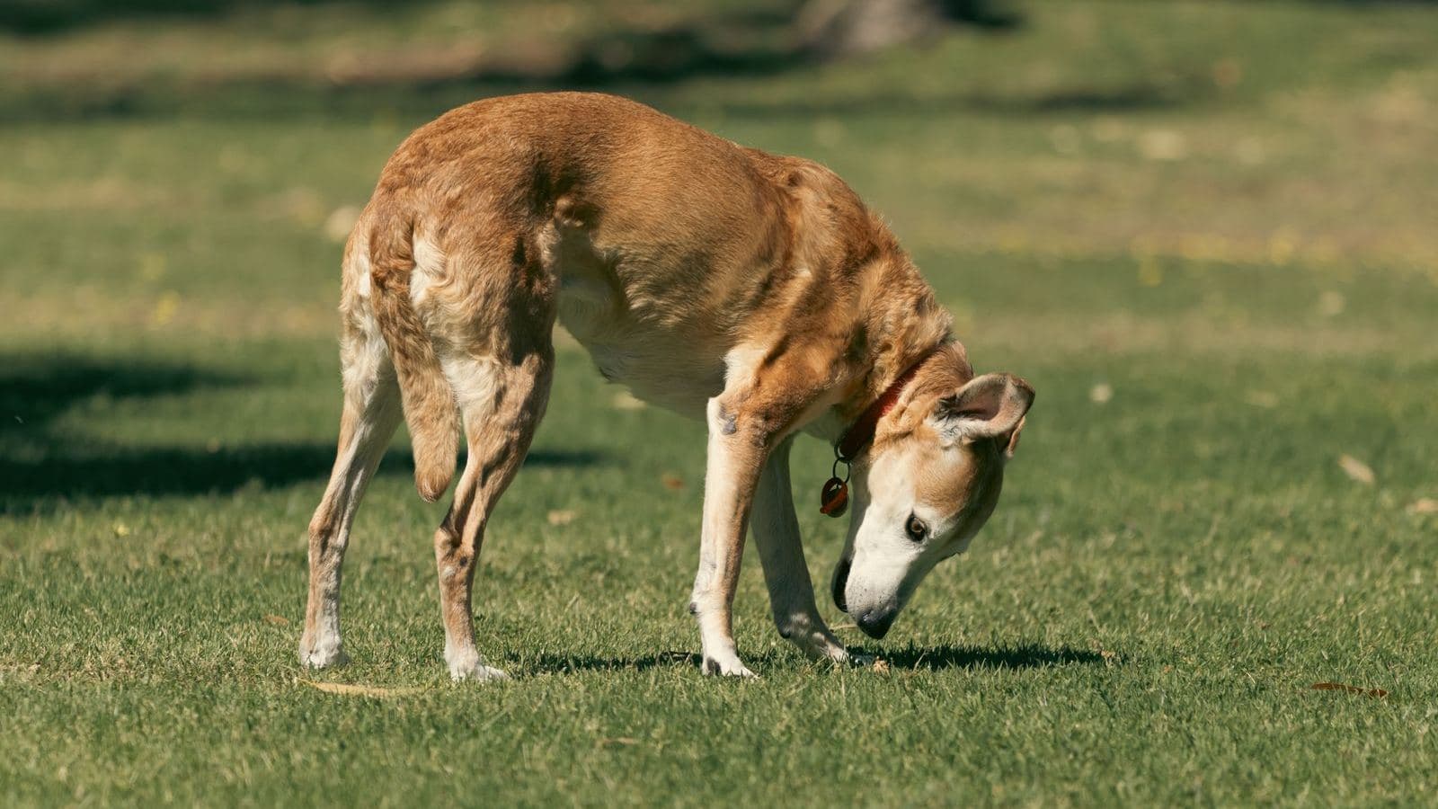 A senior dog sniffing the grass in a park - Helping a Senior Dog Adjust to New Training