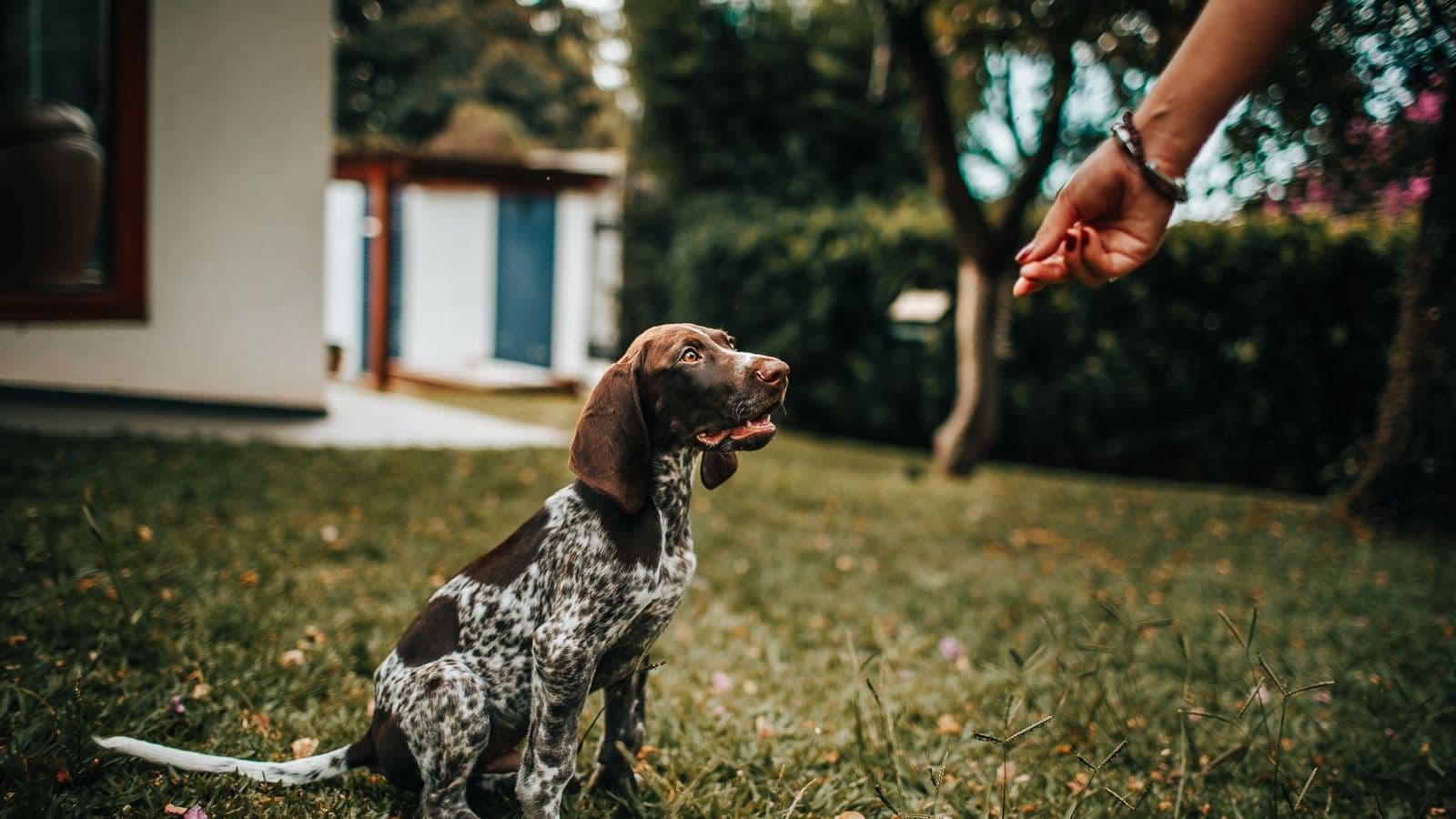 A spotted puppy sitting and looking up at its owner's hand outdoors - How Long Should a Dog Training Session Be?