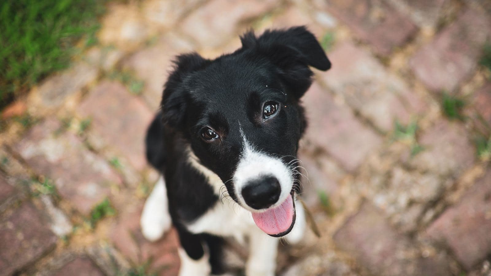 A border collie puppy looking up at the camera - How Long Should Puppy vs Adult Dog Training Sessions Be?