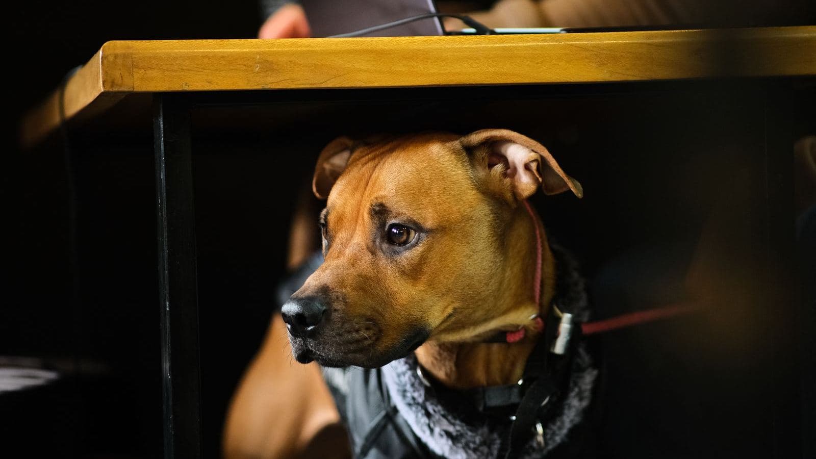A brown dog under a dining table looking up - How to Stop a Dog From Begging at the Table