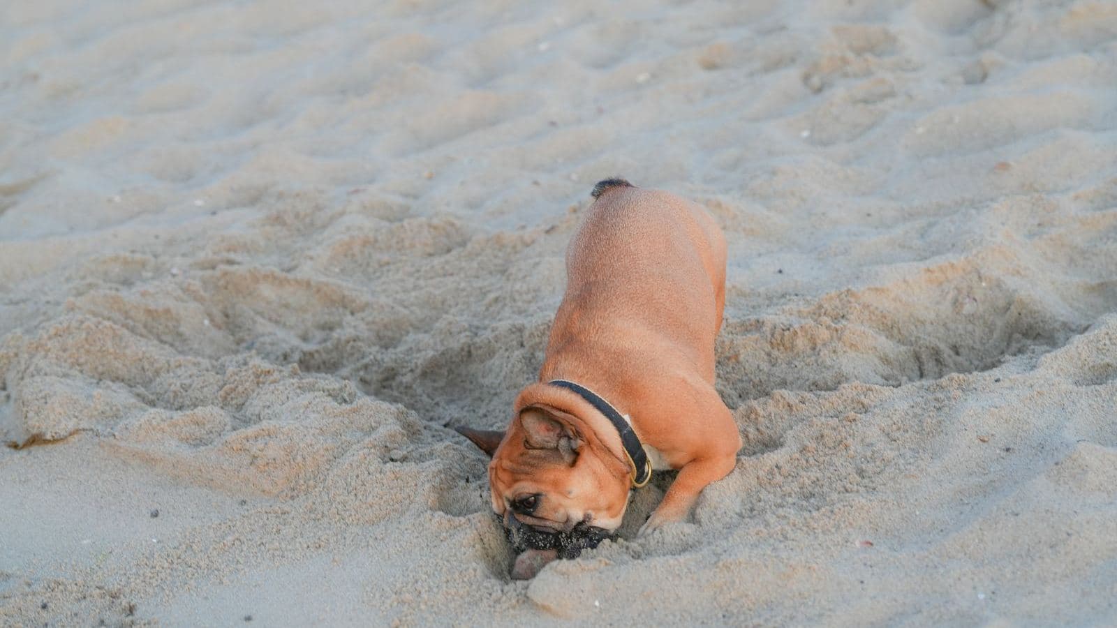 A French bulldog digging a hole in the sand - How to Stop a Dog From Digging (Without Punishment)