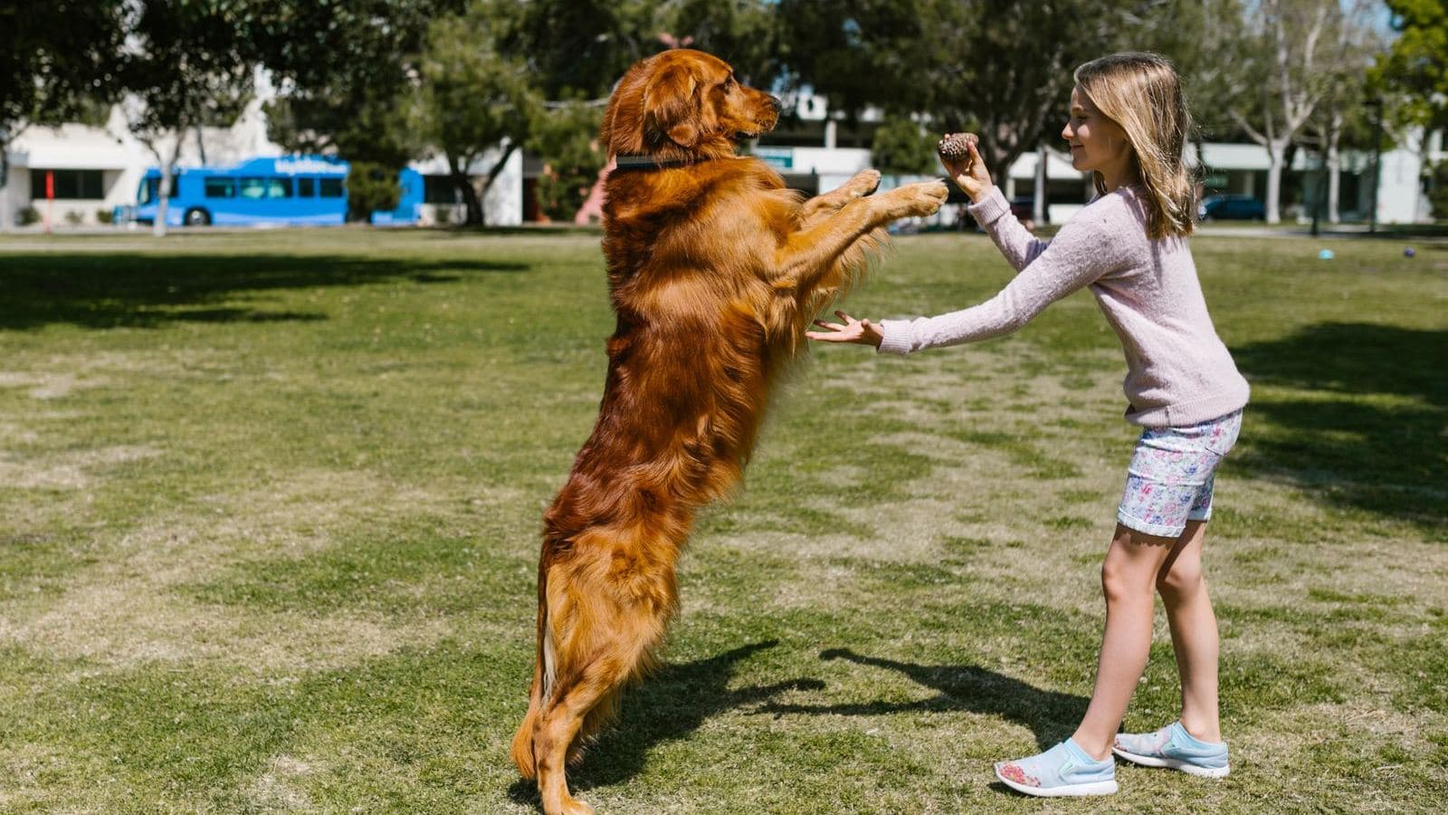 A golden dog jumping up toward a girl in a park - How to Stop a Dog From Jumping on People
