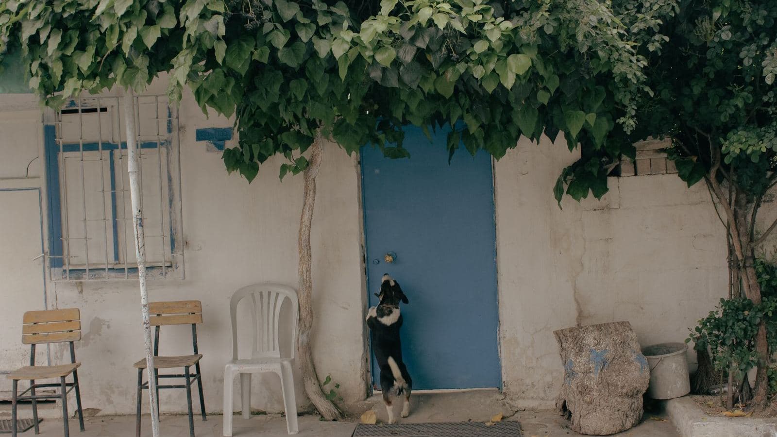 A small dog standing by a blue door outside a house - How to Train a Dog Not to Bark at the Door