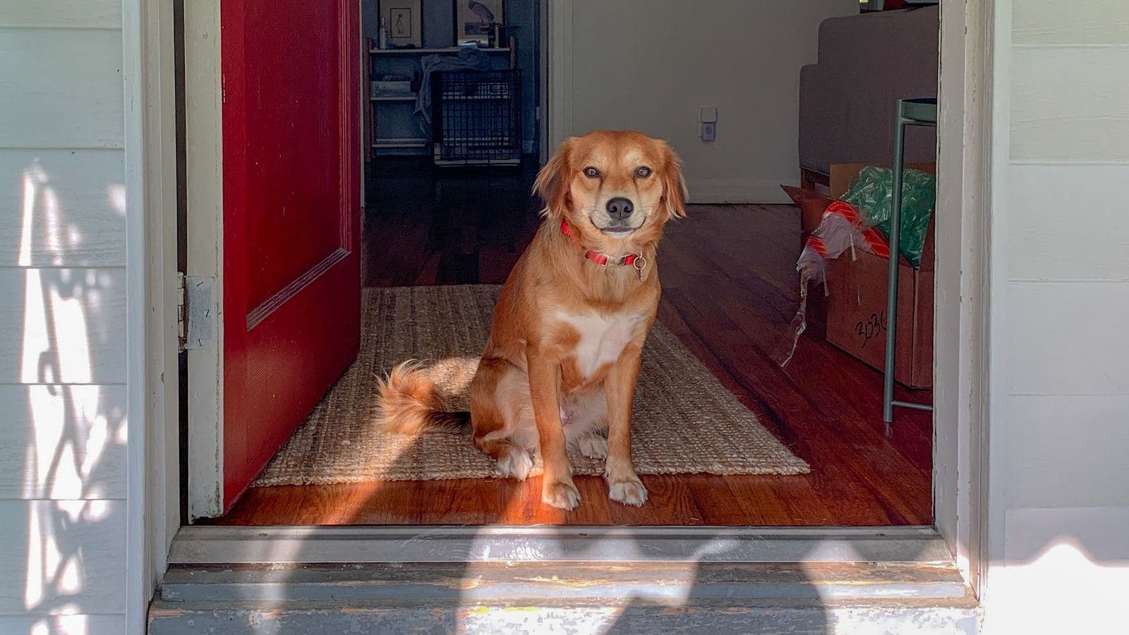 A golden dog sitting calmly at an open front door on a welcome mat - Introducing a Dog to Holiday Guests and Chaos