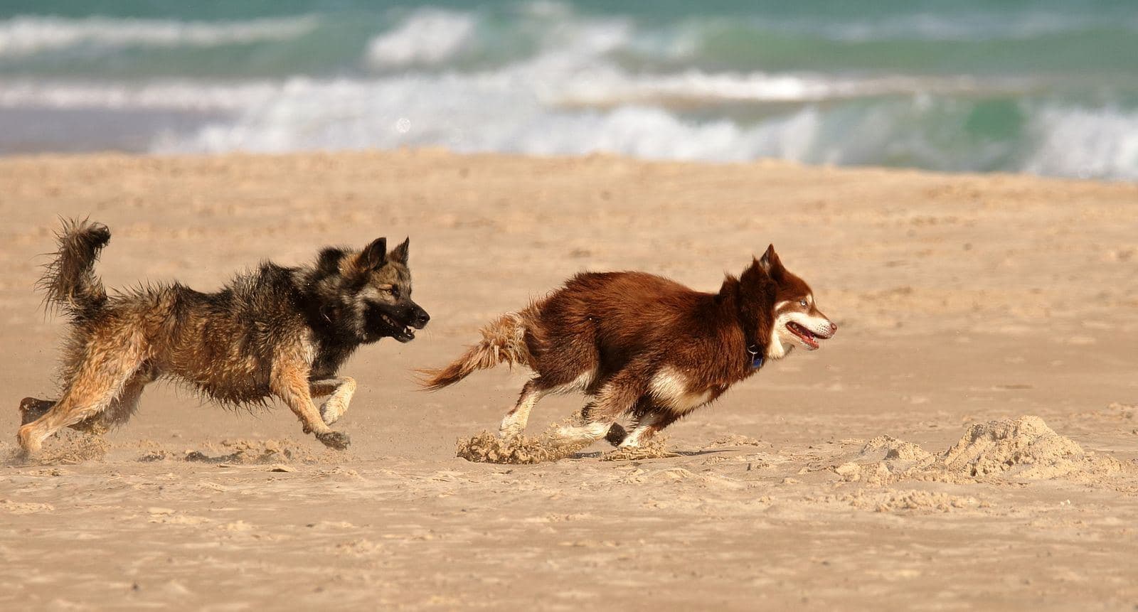 Two dogs running across a sandy beach - Off-Leash Reliability: Training Beyond the Leash