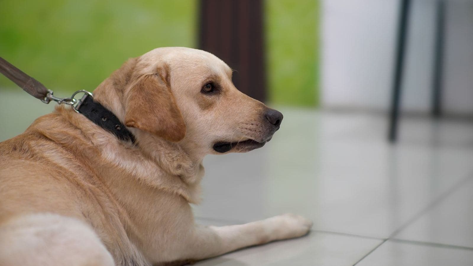 A yellow Labrador lying on the floor wearing a leash, looking to the side - Positive Punishment vs Negative Punishment, Explained