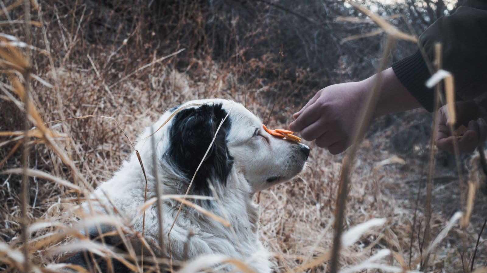 A dog being rewarded by a hand with a treat - Positive Reinforcement Dog Training: How It Actually Works