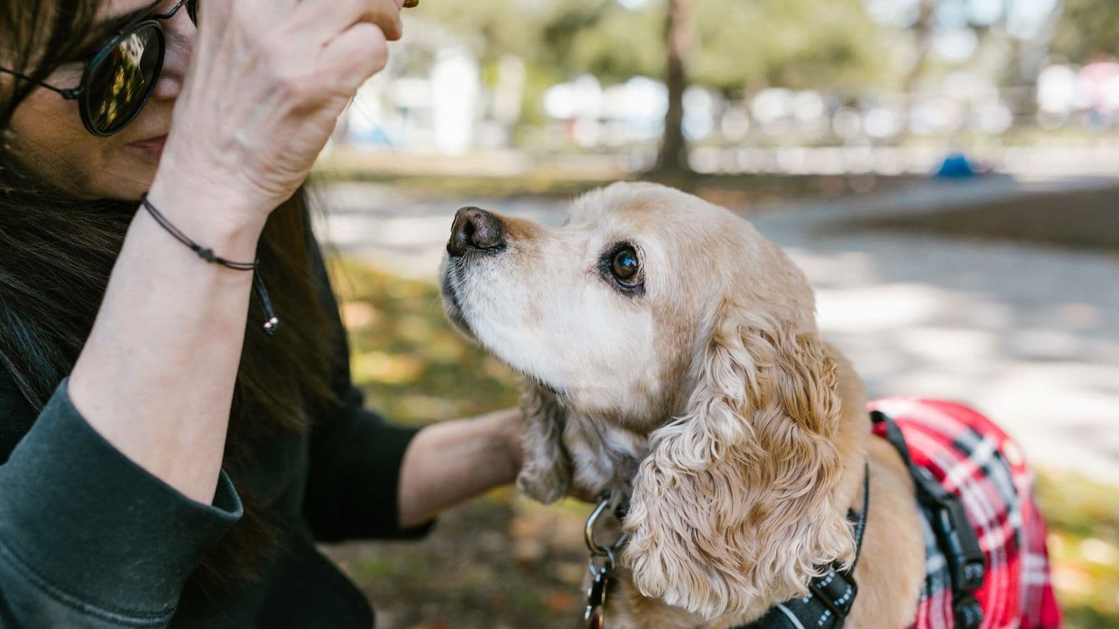 A woman holding a treat toward a cocker spaniel in a harness - Positive Reinforcement vs Balanced Dog Training
