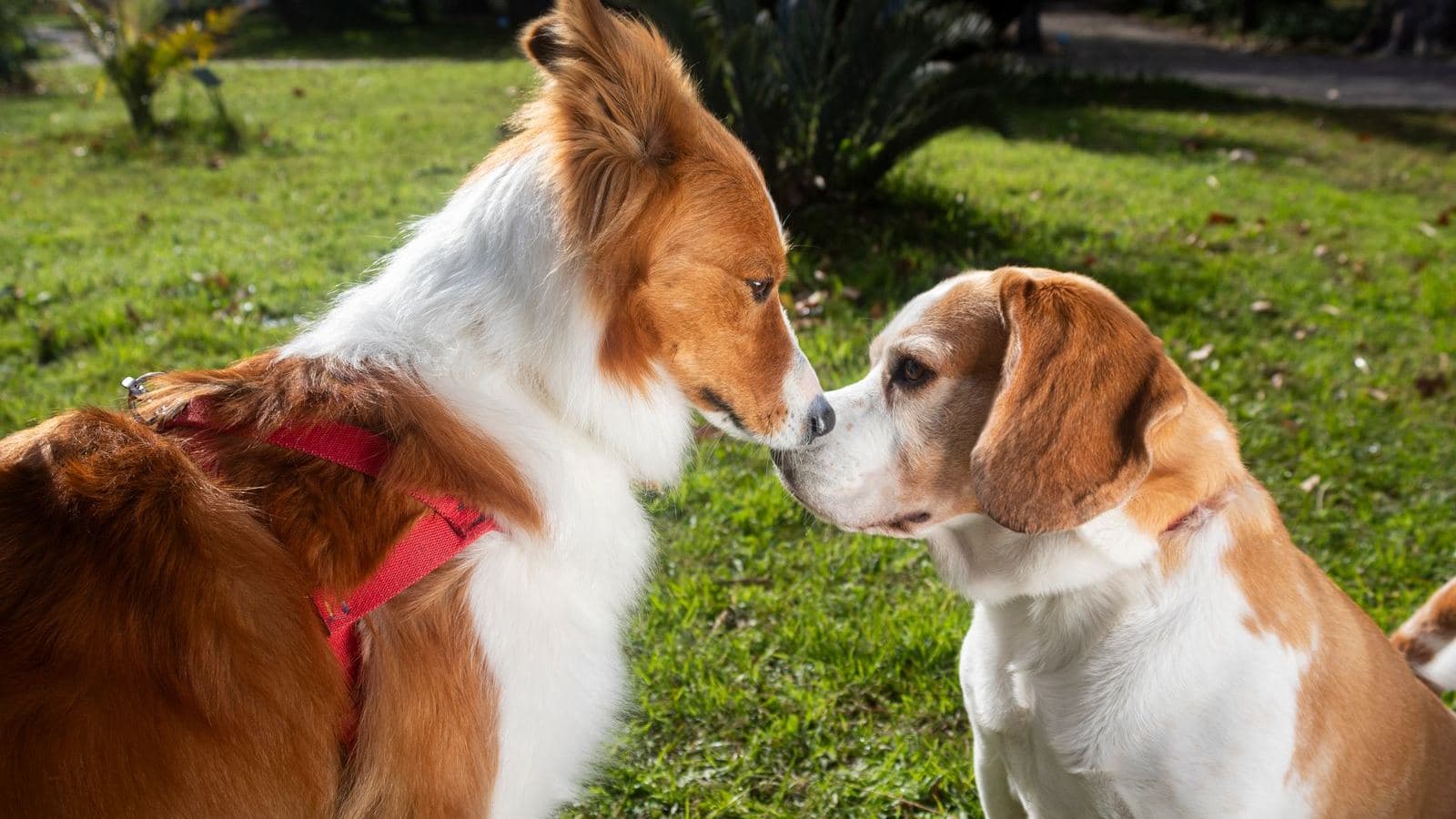 Two dogs greeting each other nose to nose on the grass - Socializing an Adult Dog: What to Expect