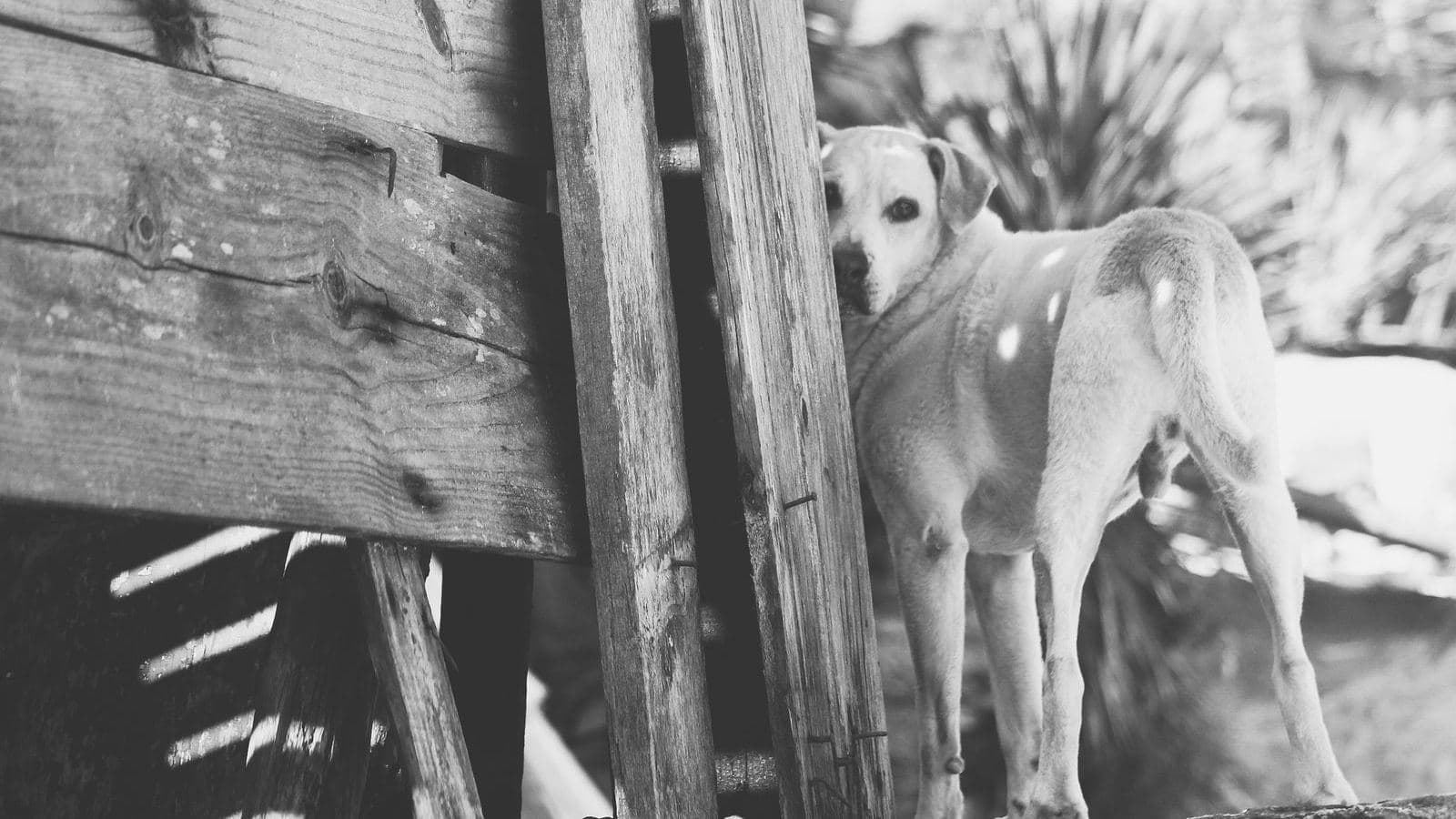 A pale dog standing behind a wooden fence, in black and white - Training an Anxious or Fearful Dog