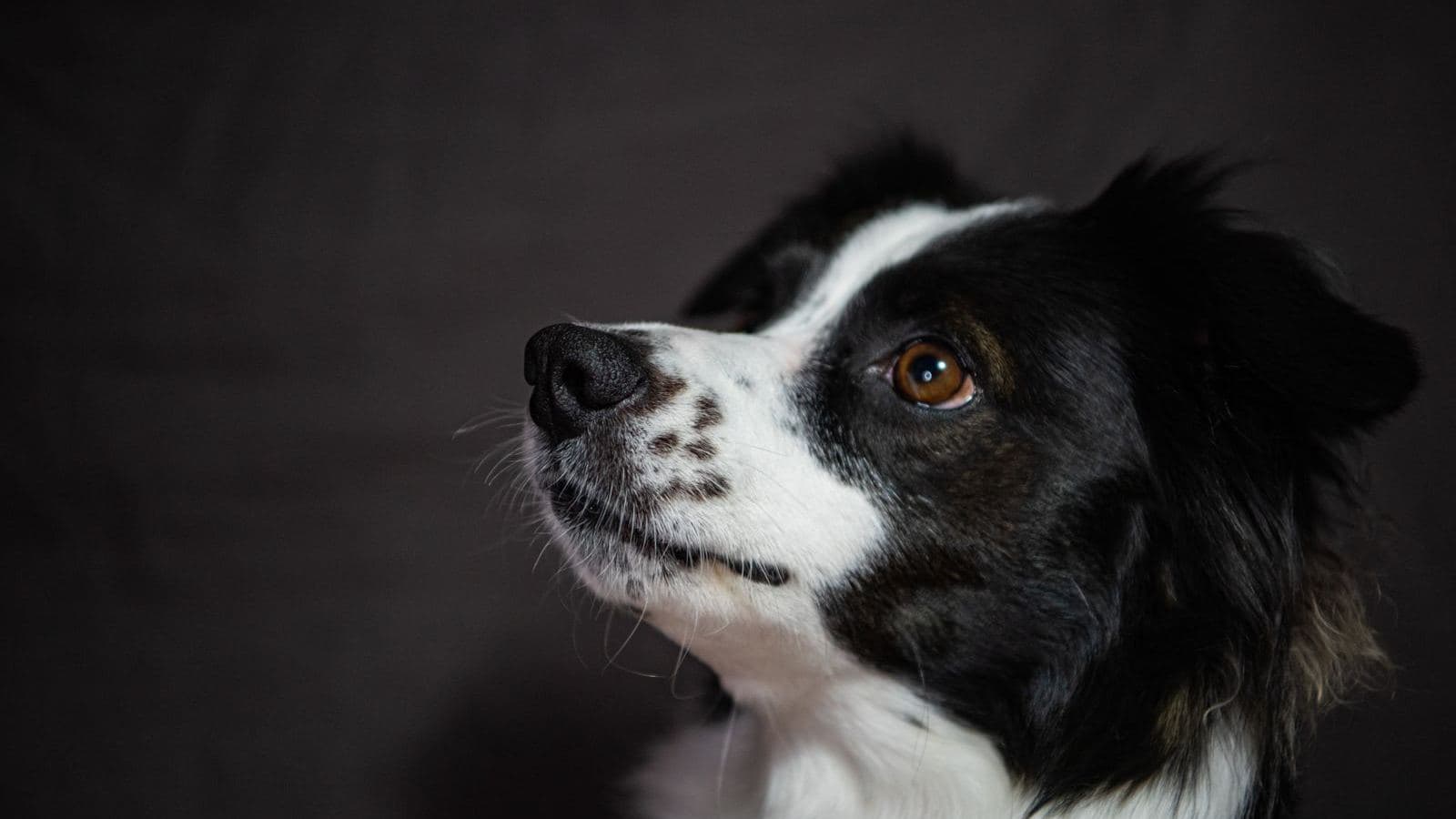 A border collie in profile looking upward attentively - What Does "Biddable" Mean in Dogs? Trainability Explained