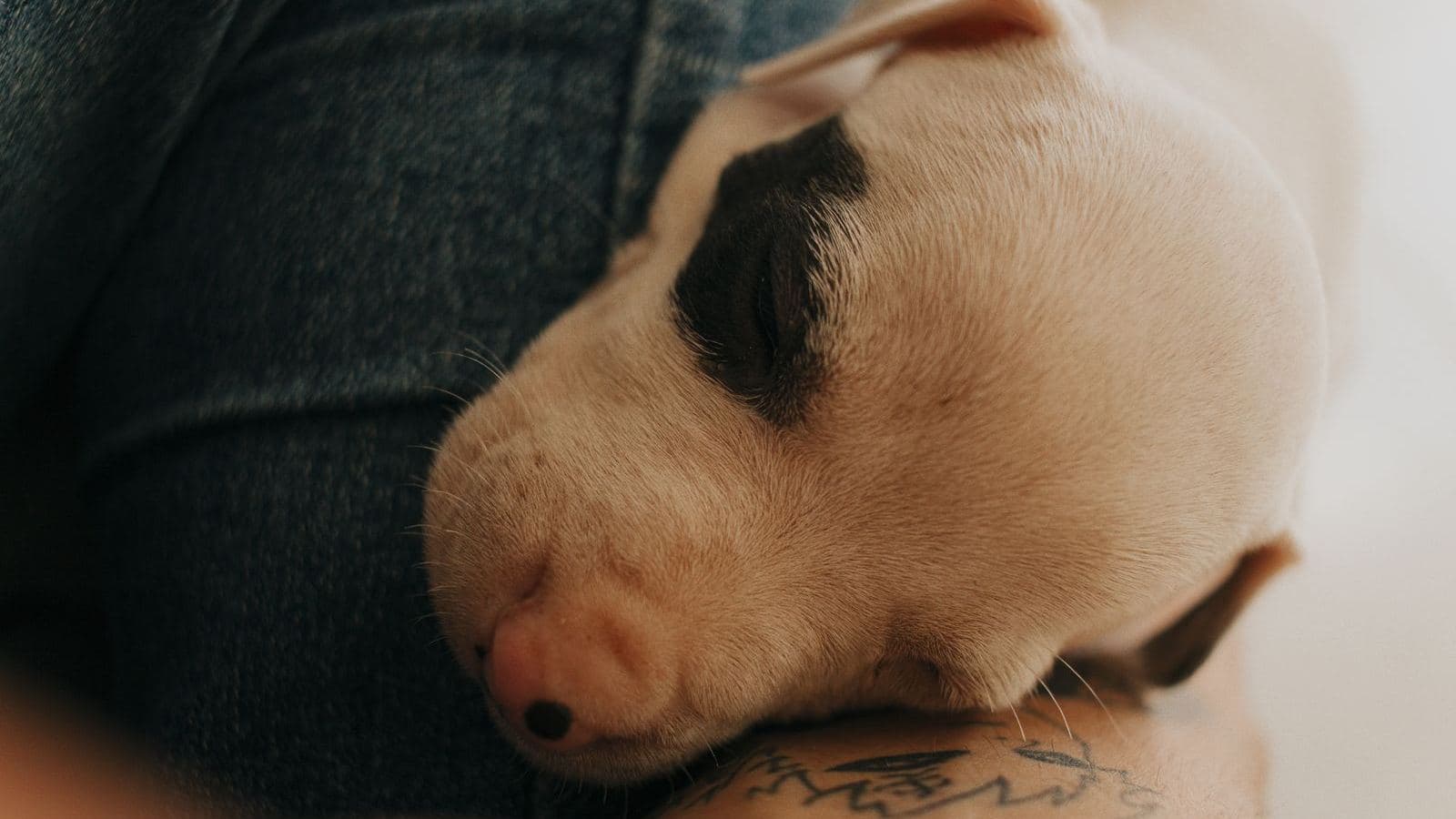 A sleeping puppy resting against a person - What Week 1 of Crate Training Actually Looks Like