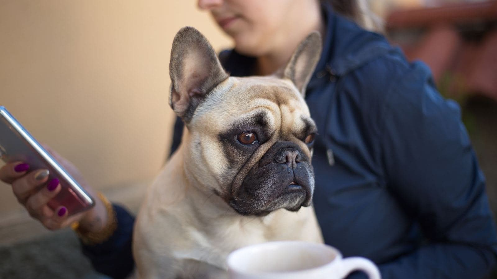 A French bulldog sitting beside a person who is looking at their phone - Why My Dog Doesn't Listen: 5 Real Reasons (and Fixes)
