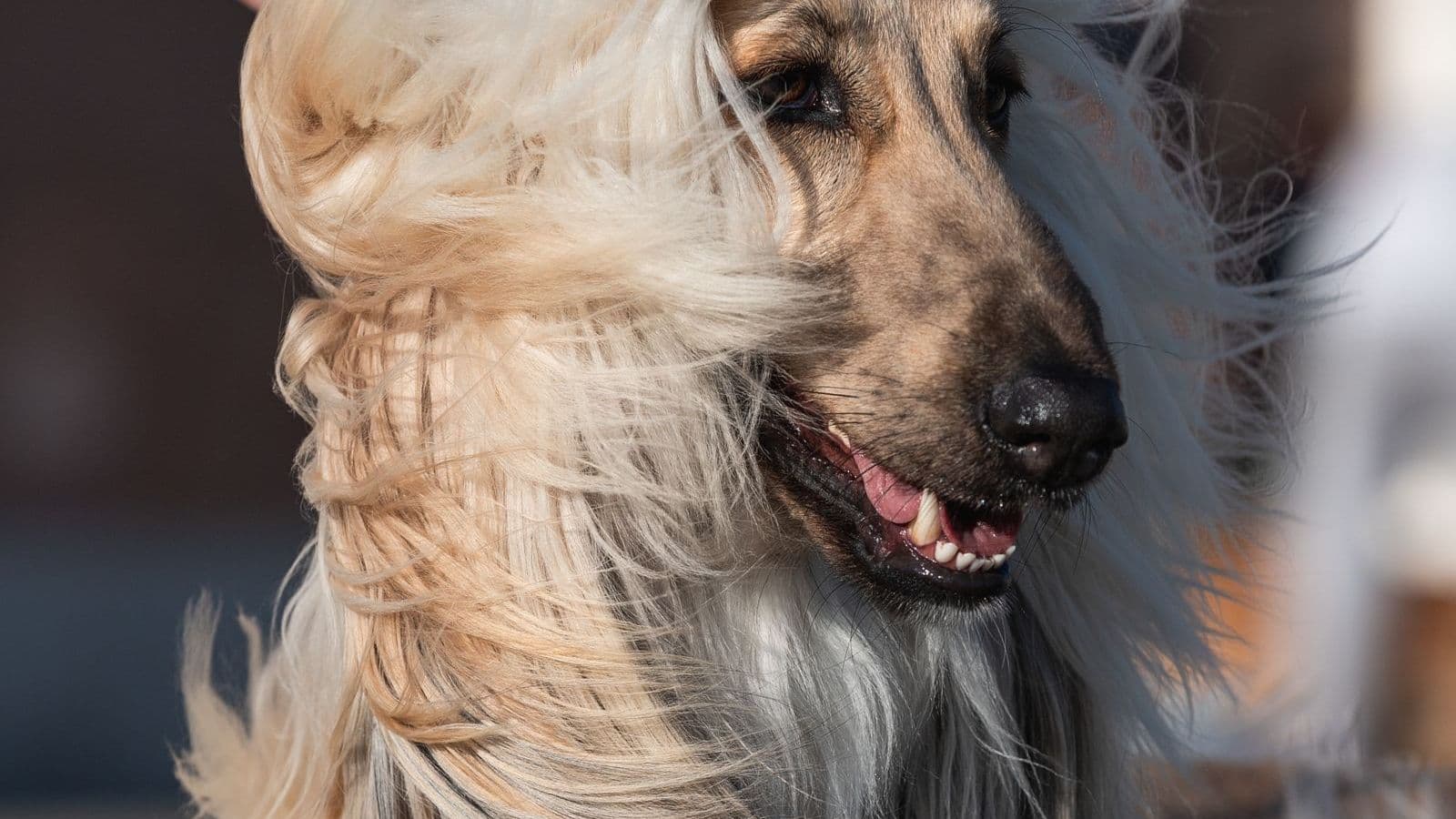 A Afghan Hound