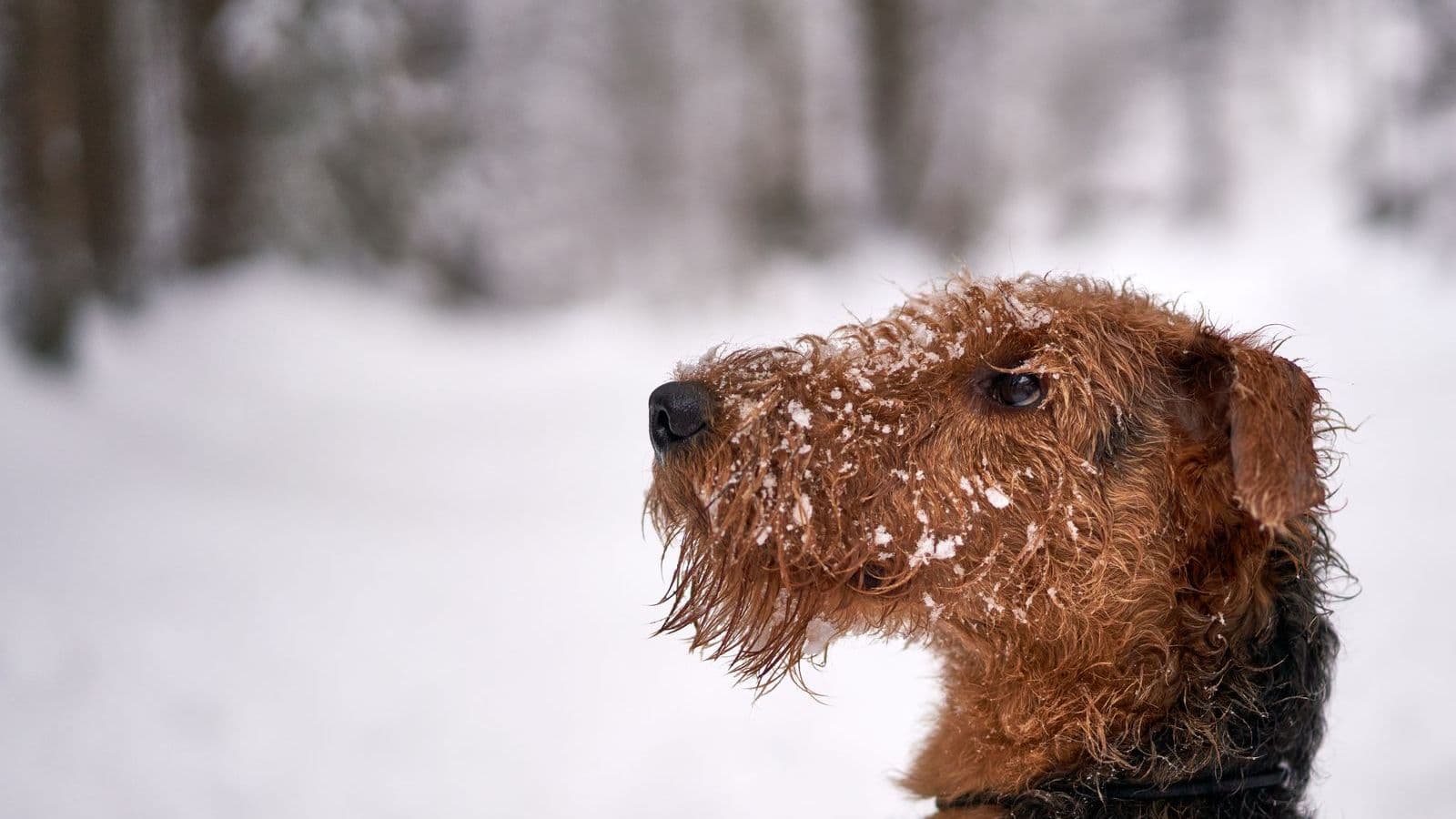 A Airedale Terrier