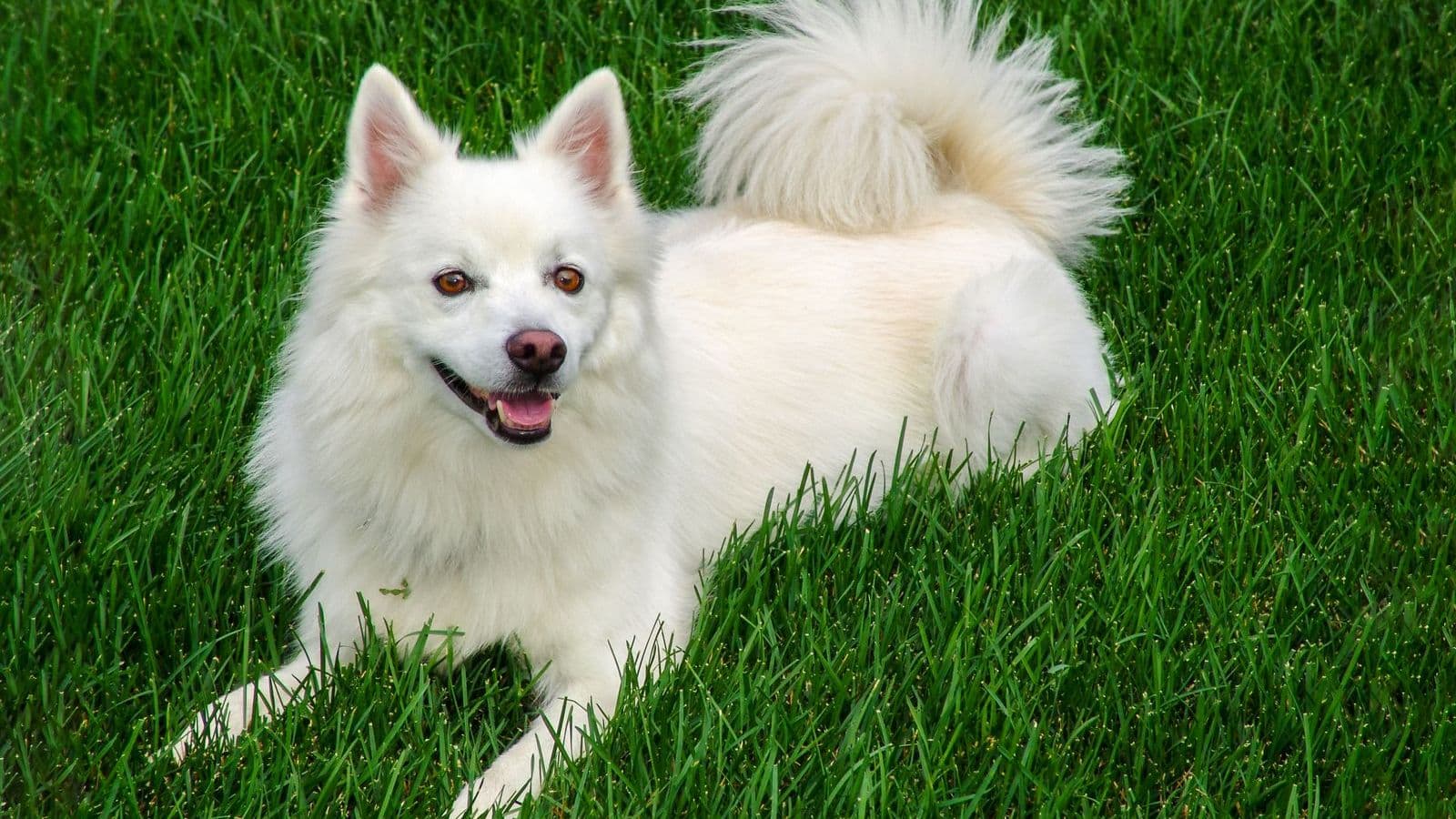 A American Eskimo Dog