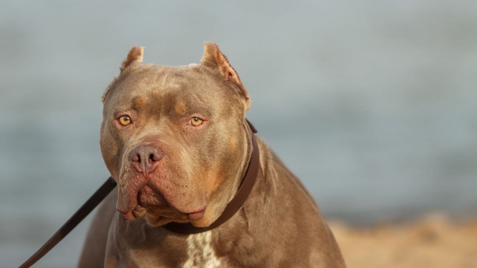 A American Pit Bull Terrier