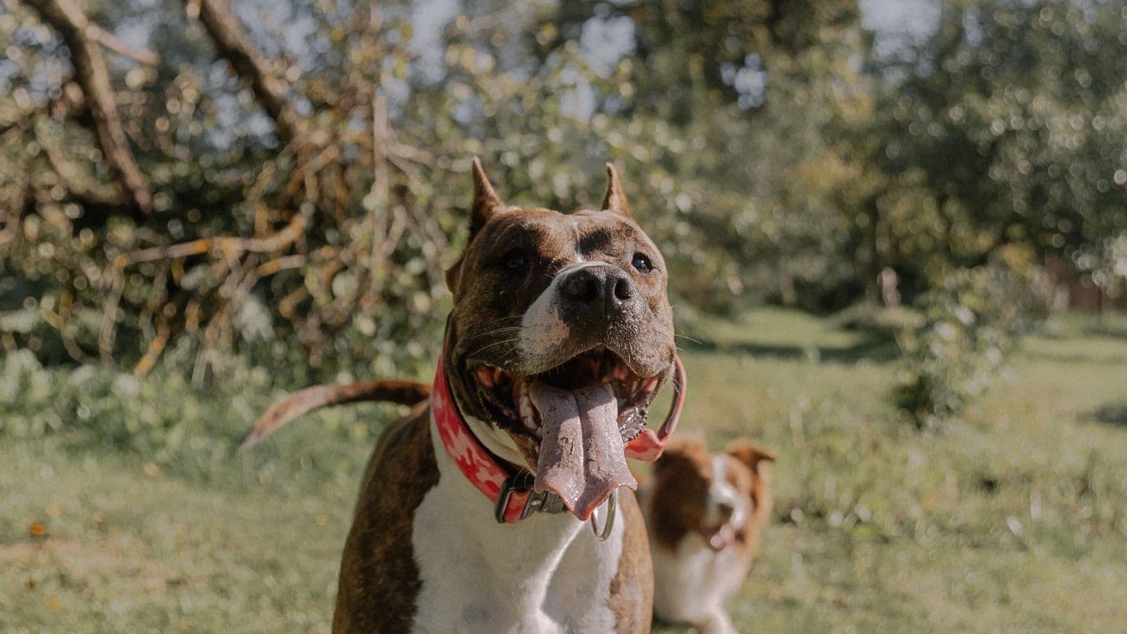 A American Staffordshire Terrier