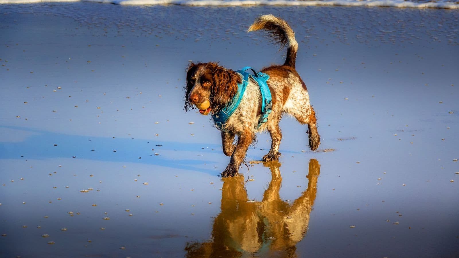 A American Water Spaniel