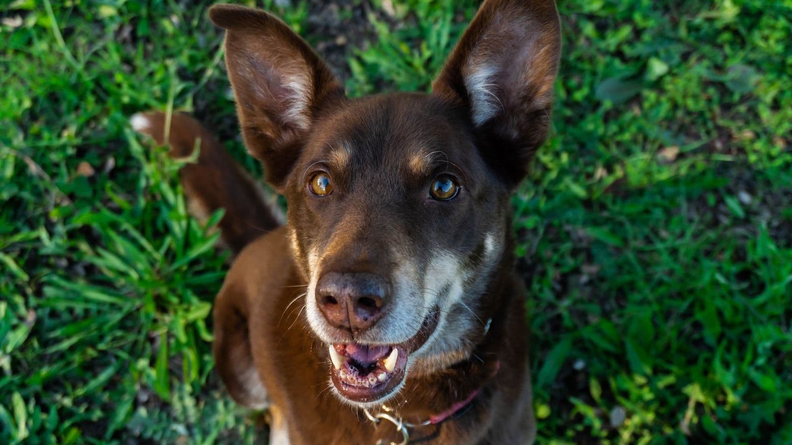 A Australian Kelpie