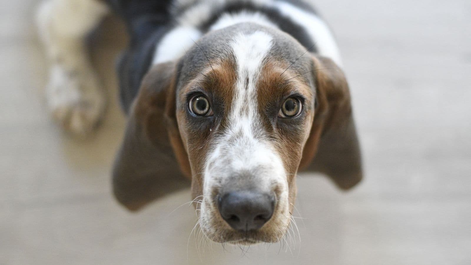 A Basset Hound