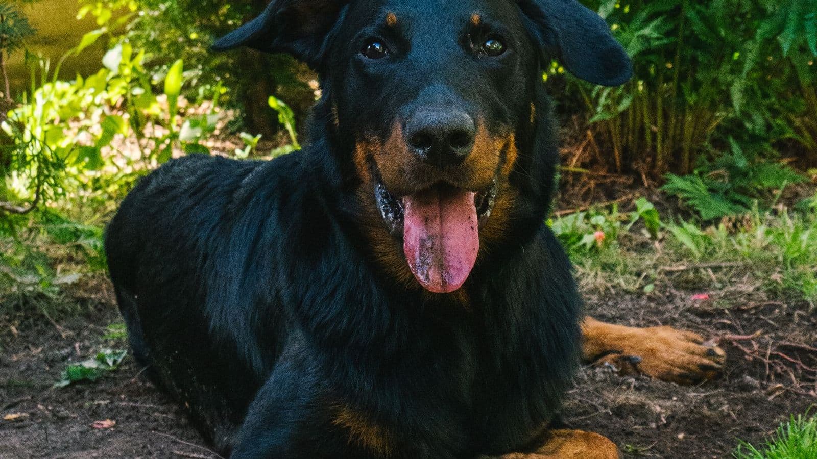 A Beauceron dog