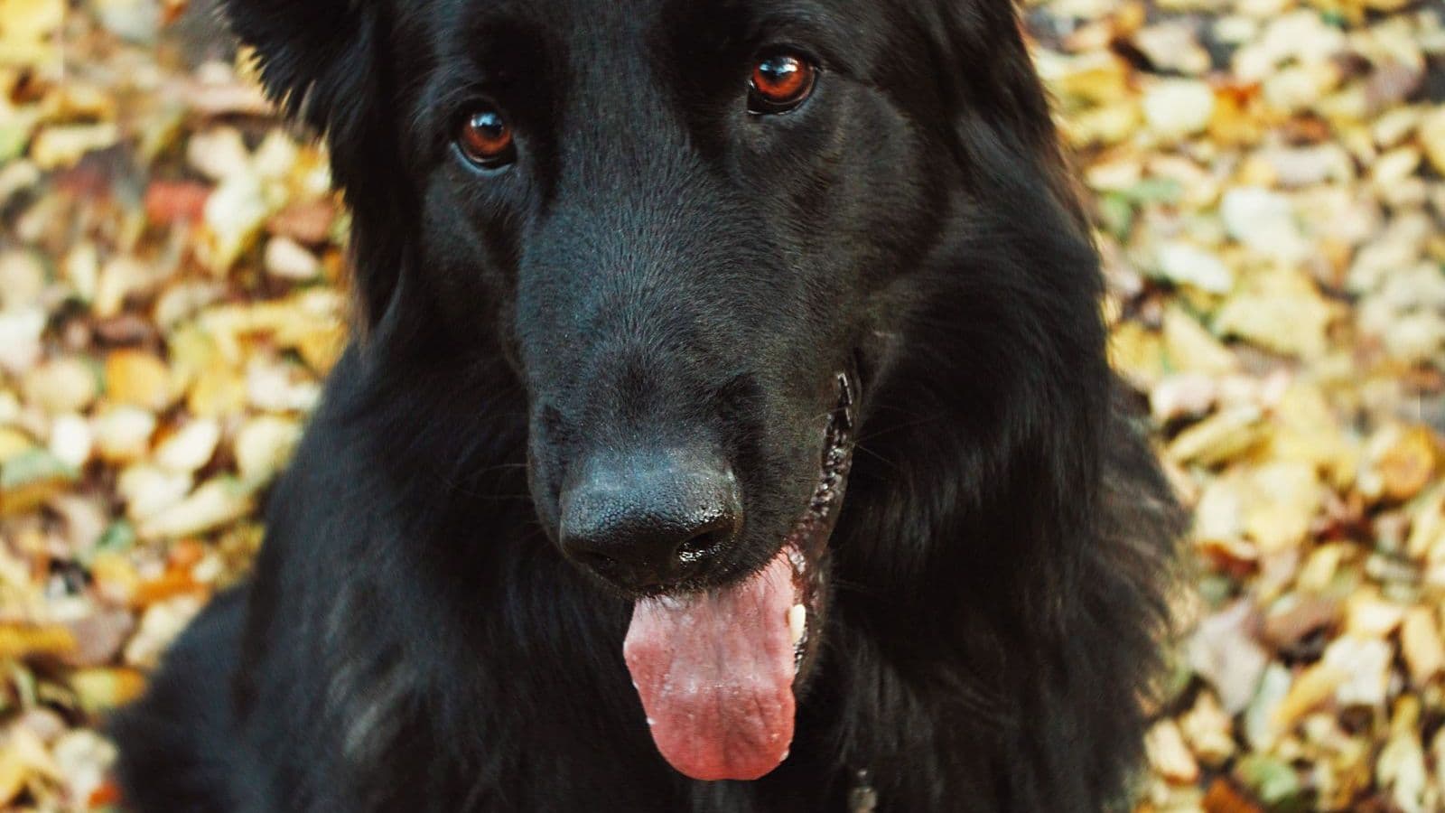 A Belgian Groenendael