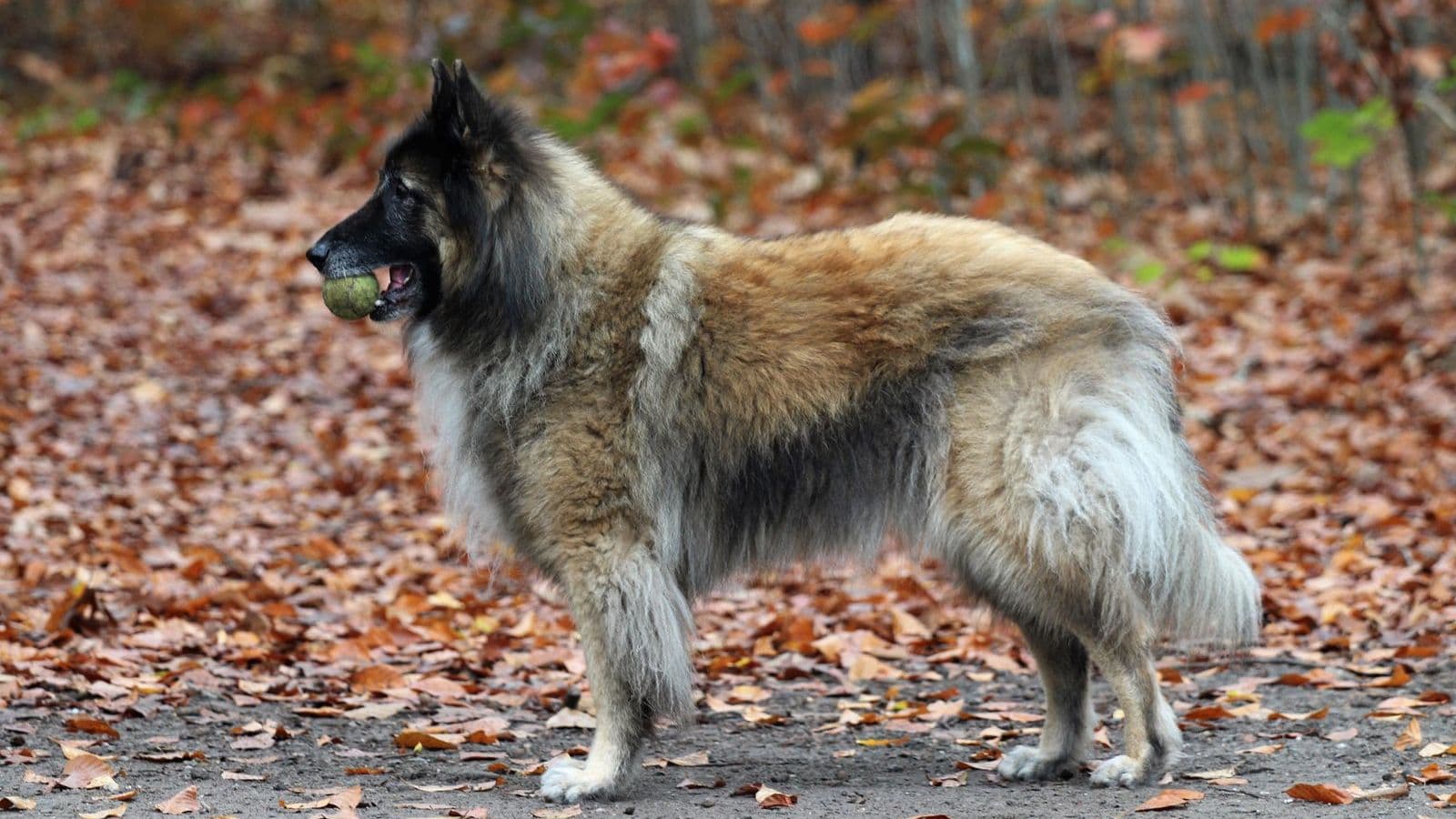 A Belgian Tervuren