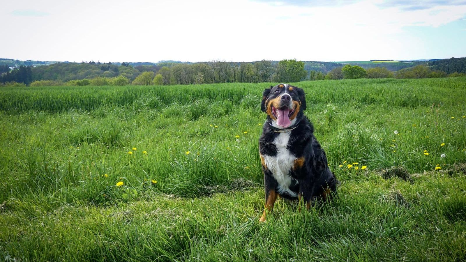 A Bernese Mountain Dog