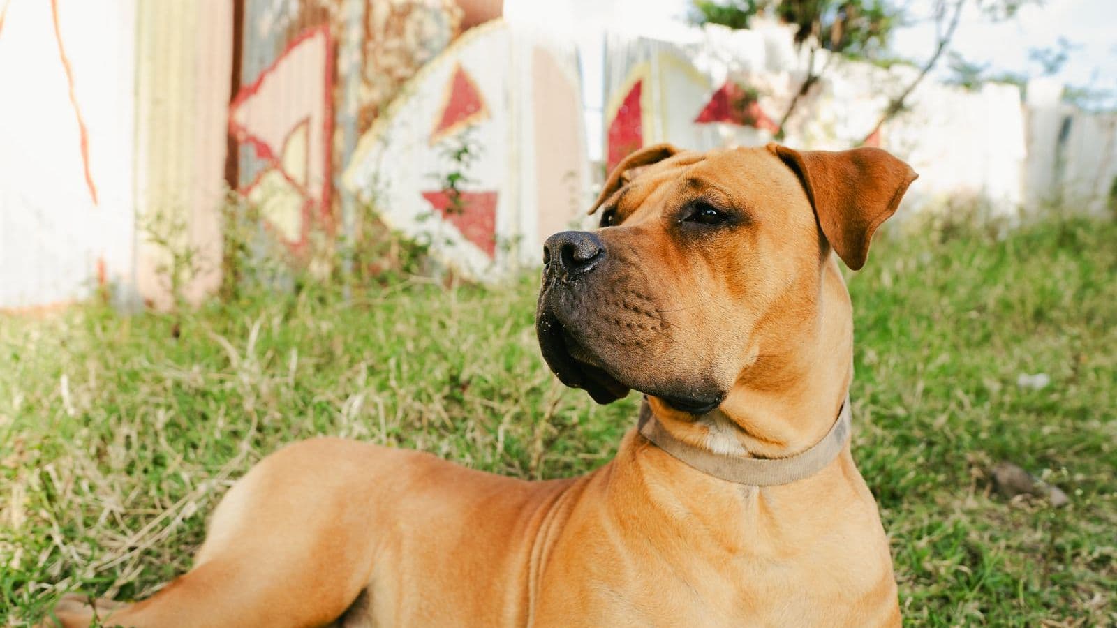 A Boerboel dog