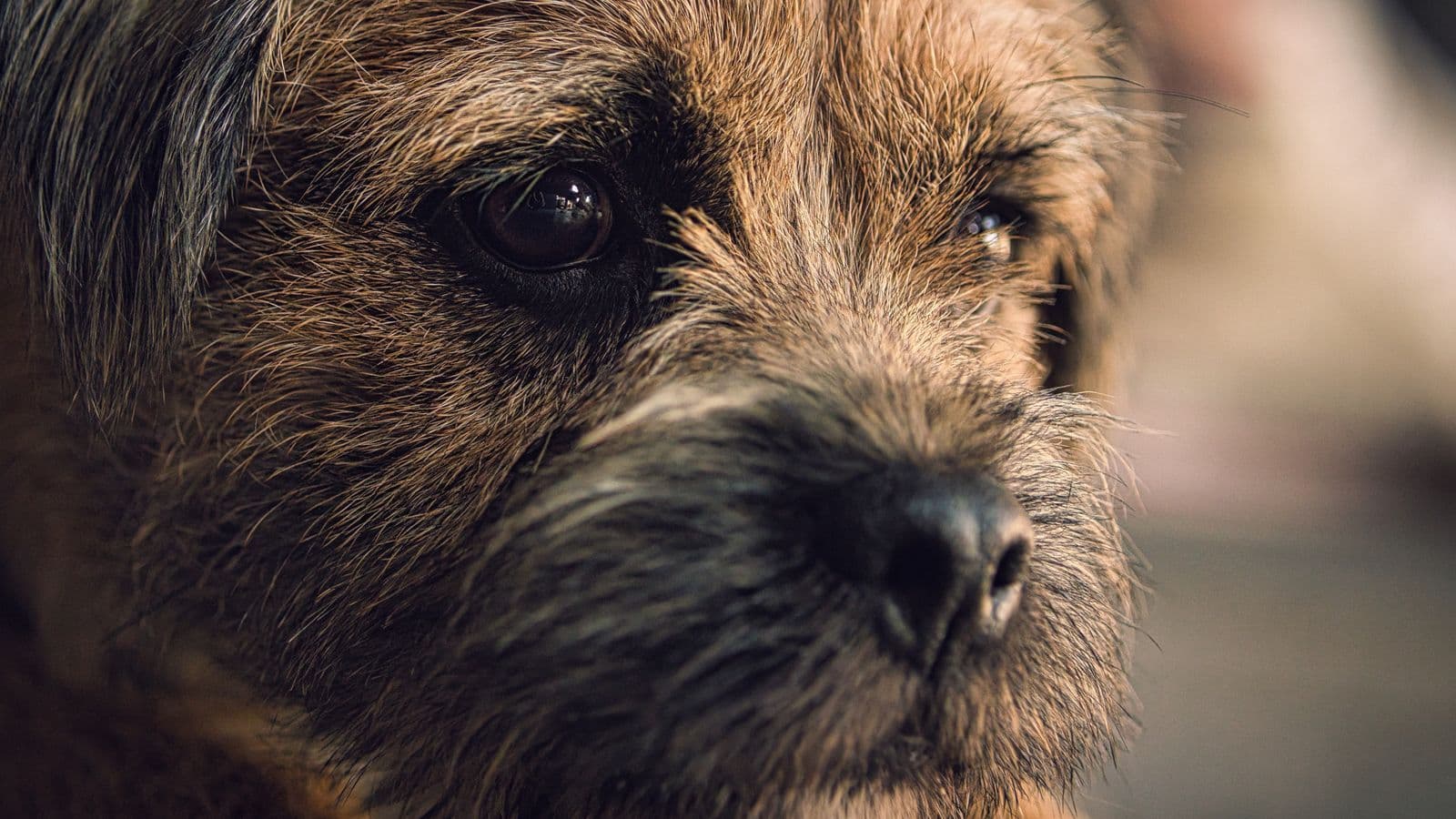 A Border Terrier