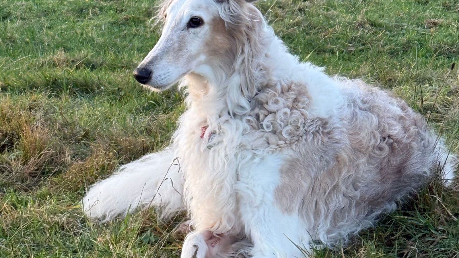 A Borzoi dog