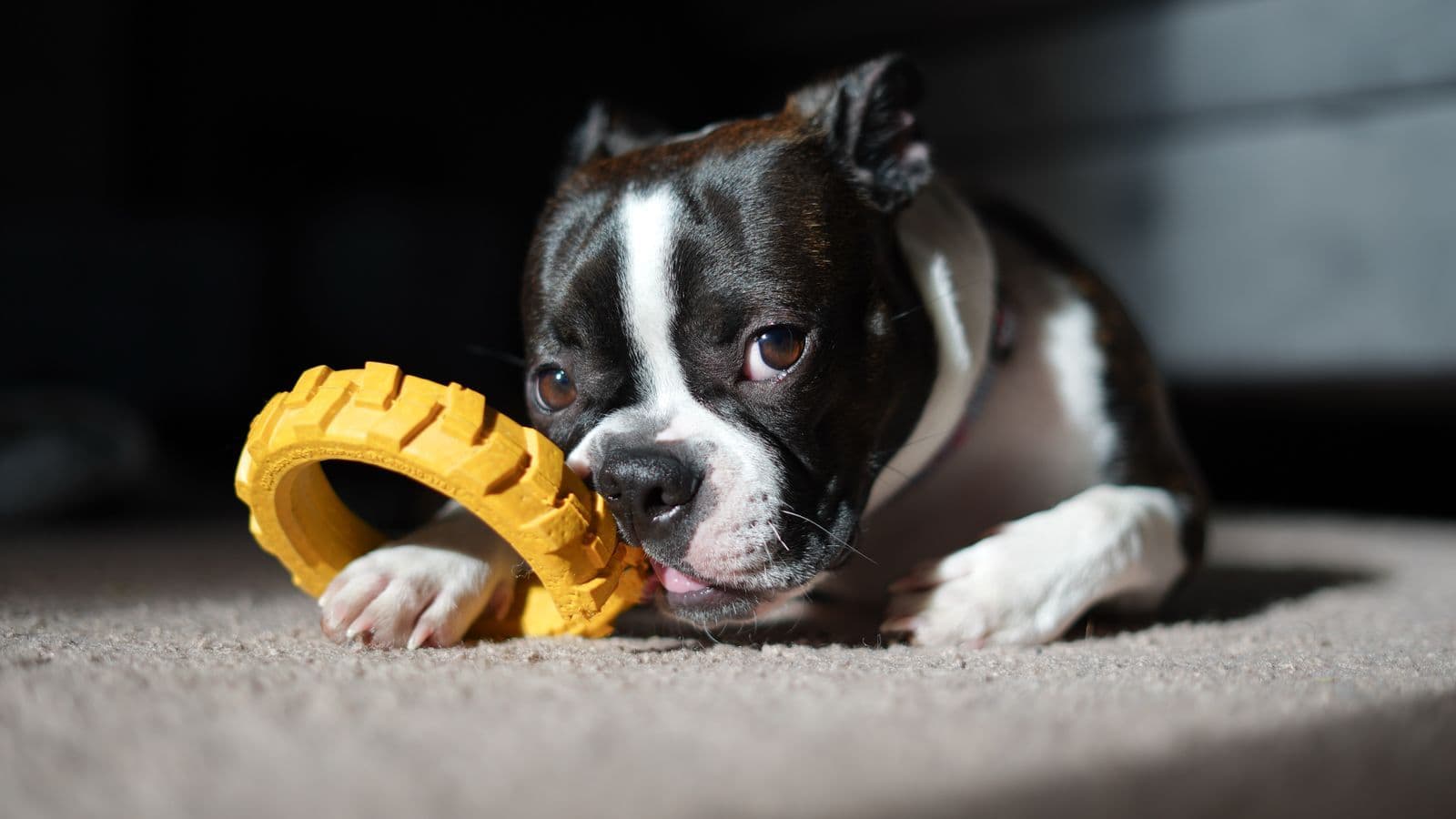 A Boston Terrier