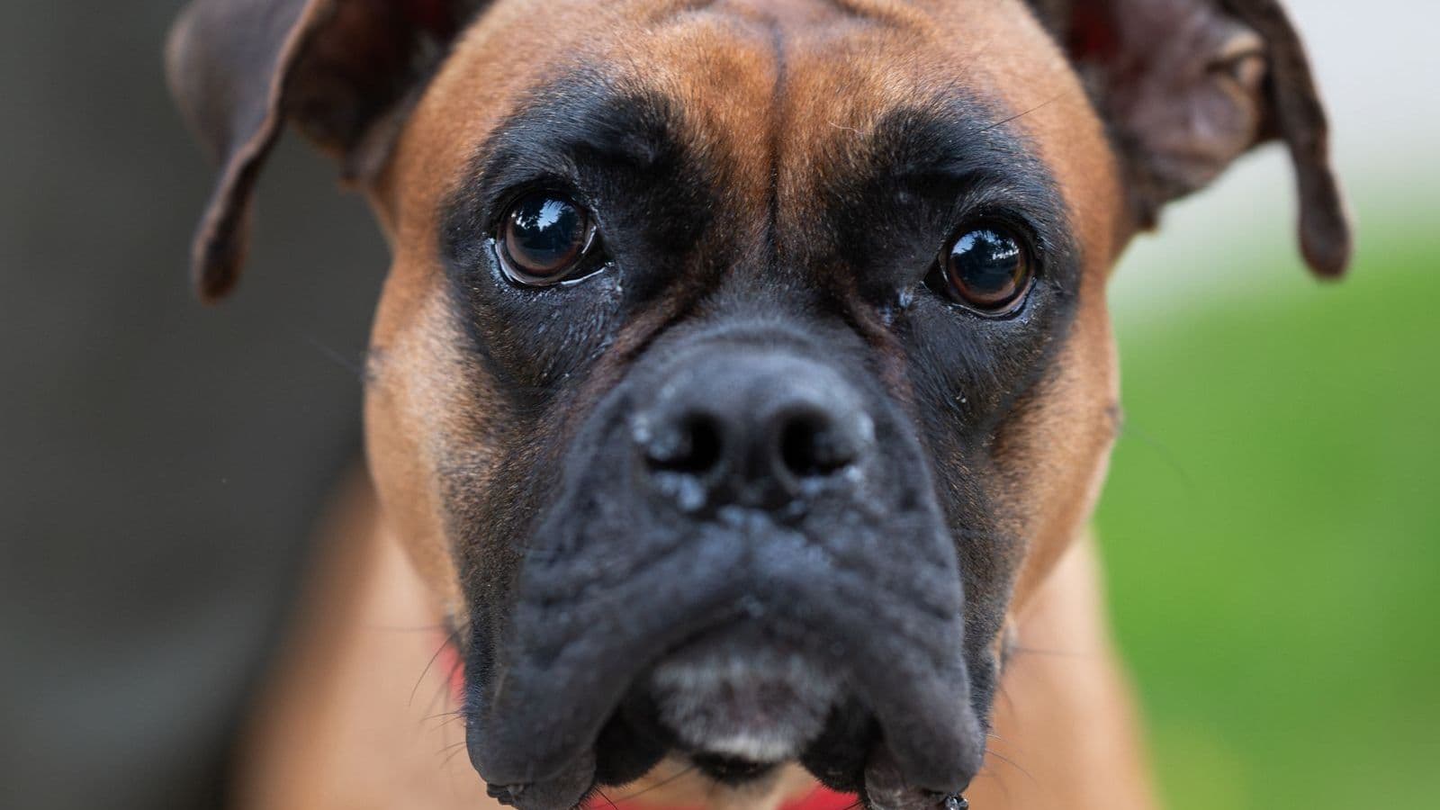 A Boxer dog