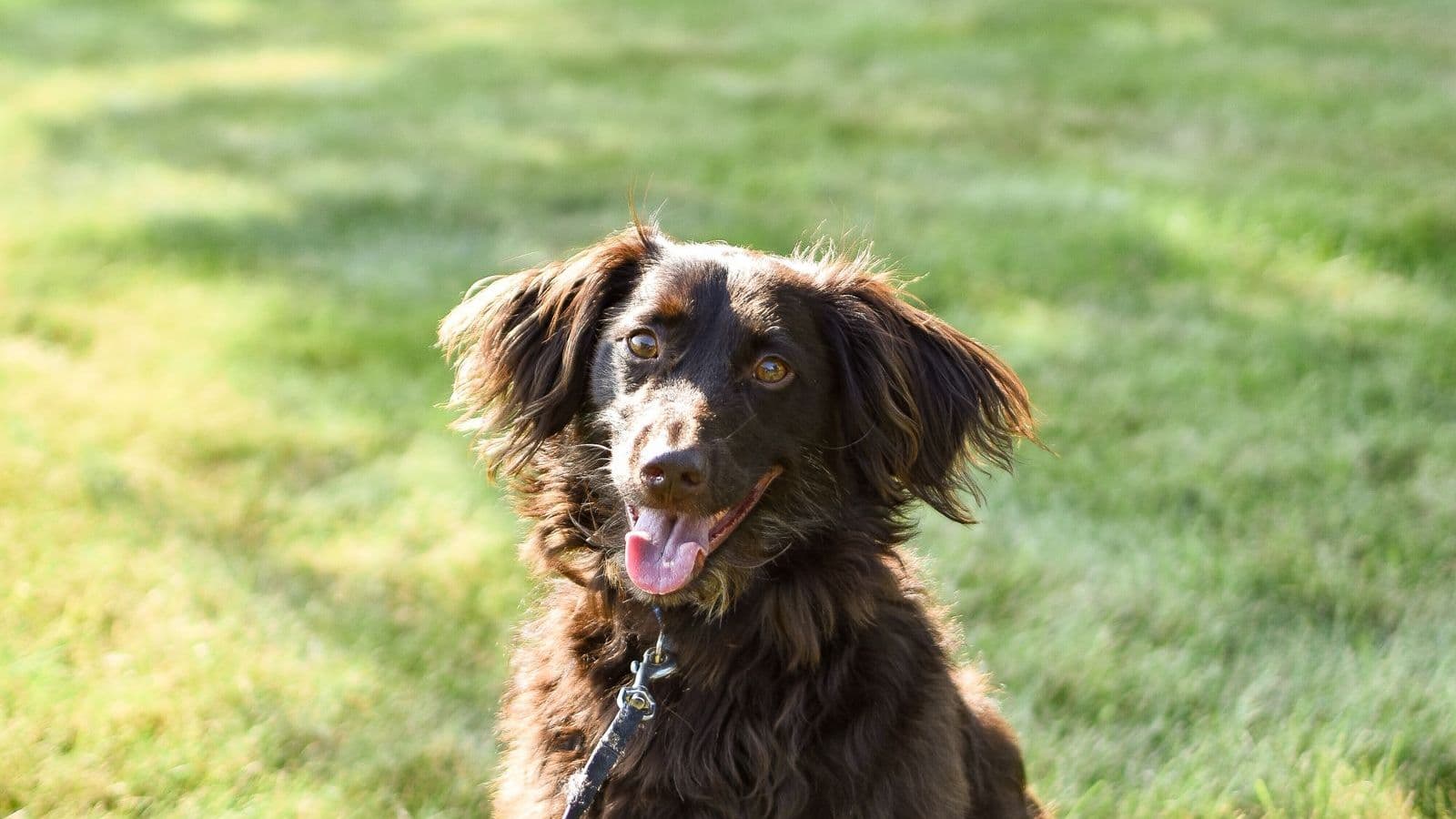 A Boykin Spaniel