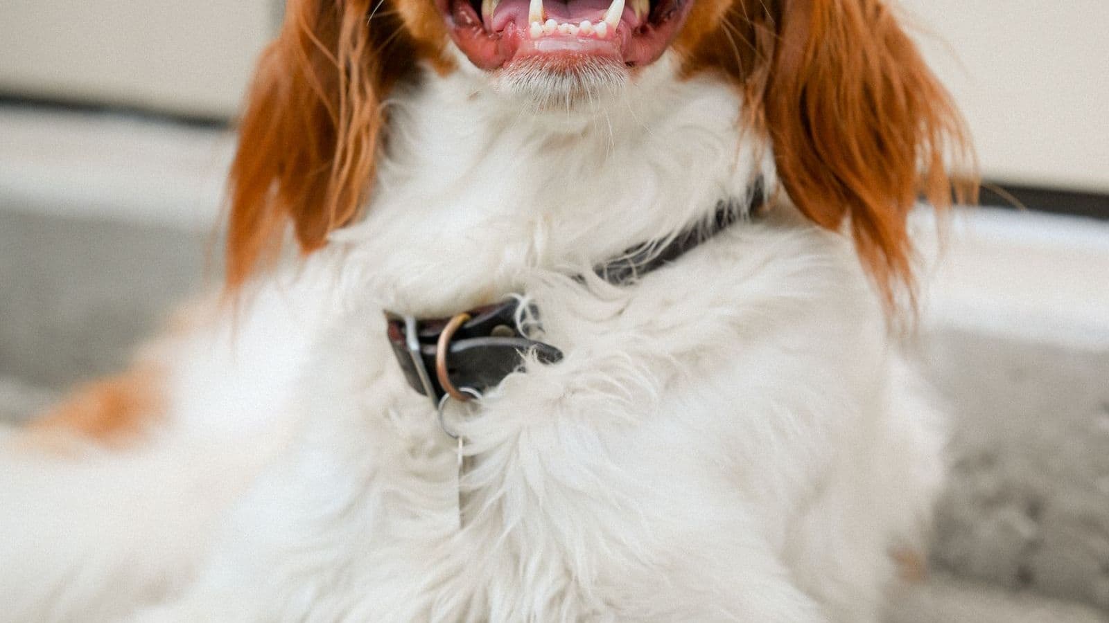 A Brittany dog