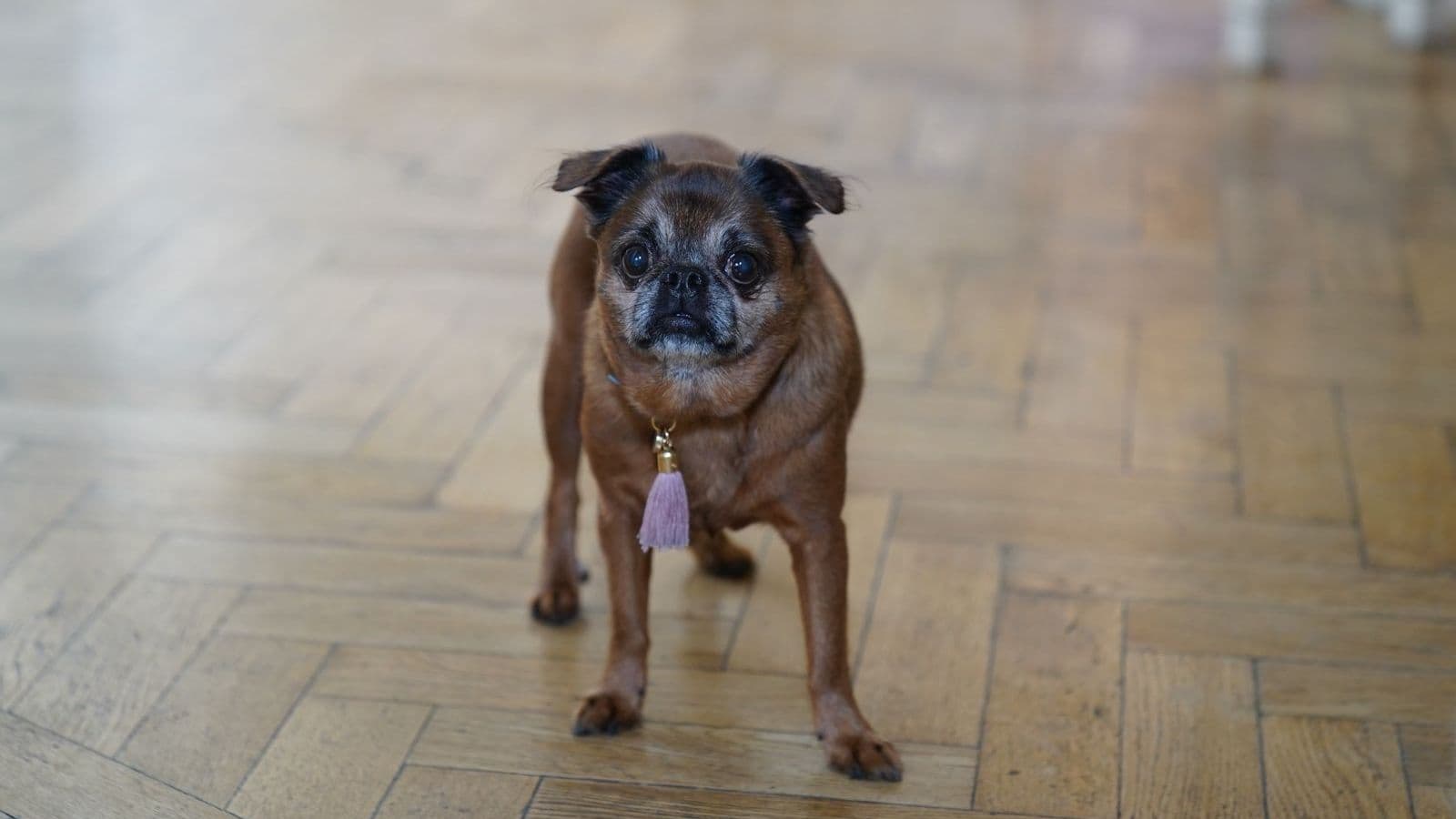 A Brussels Griffon