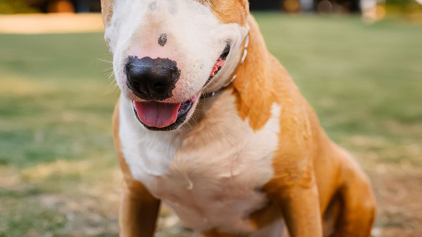 A Bull Terrier