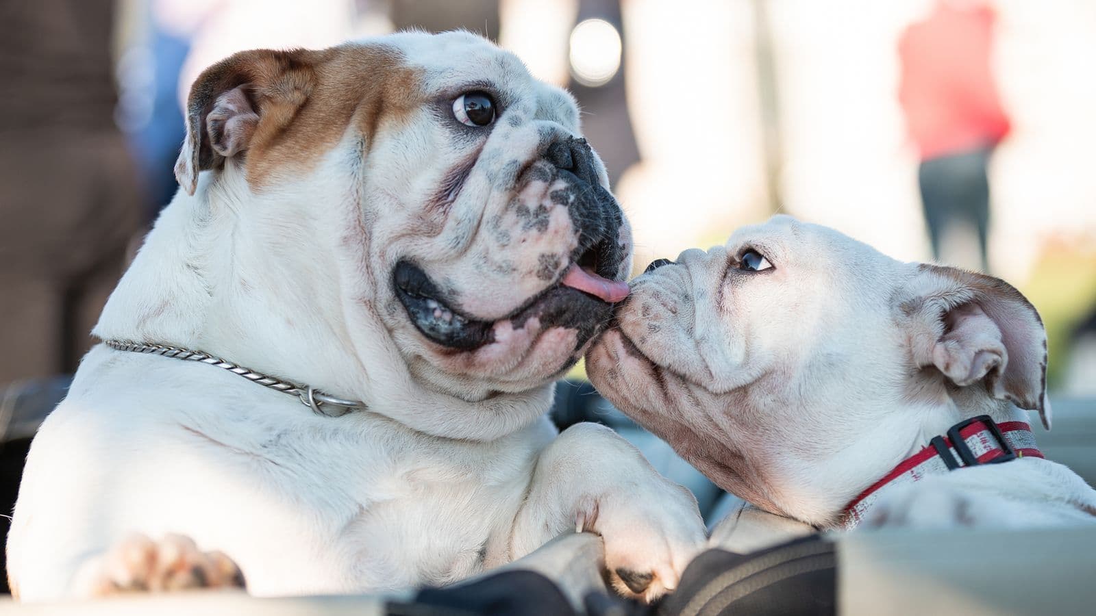 A Bulldog dog