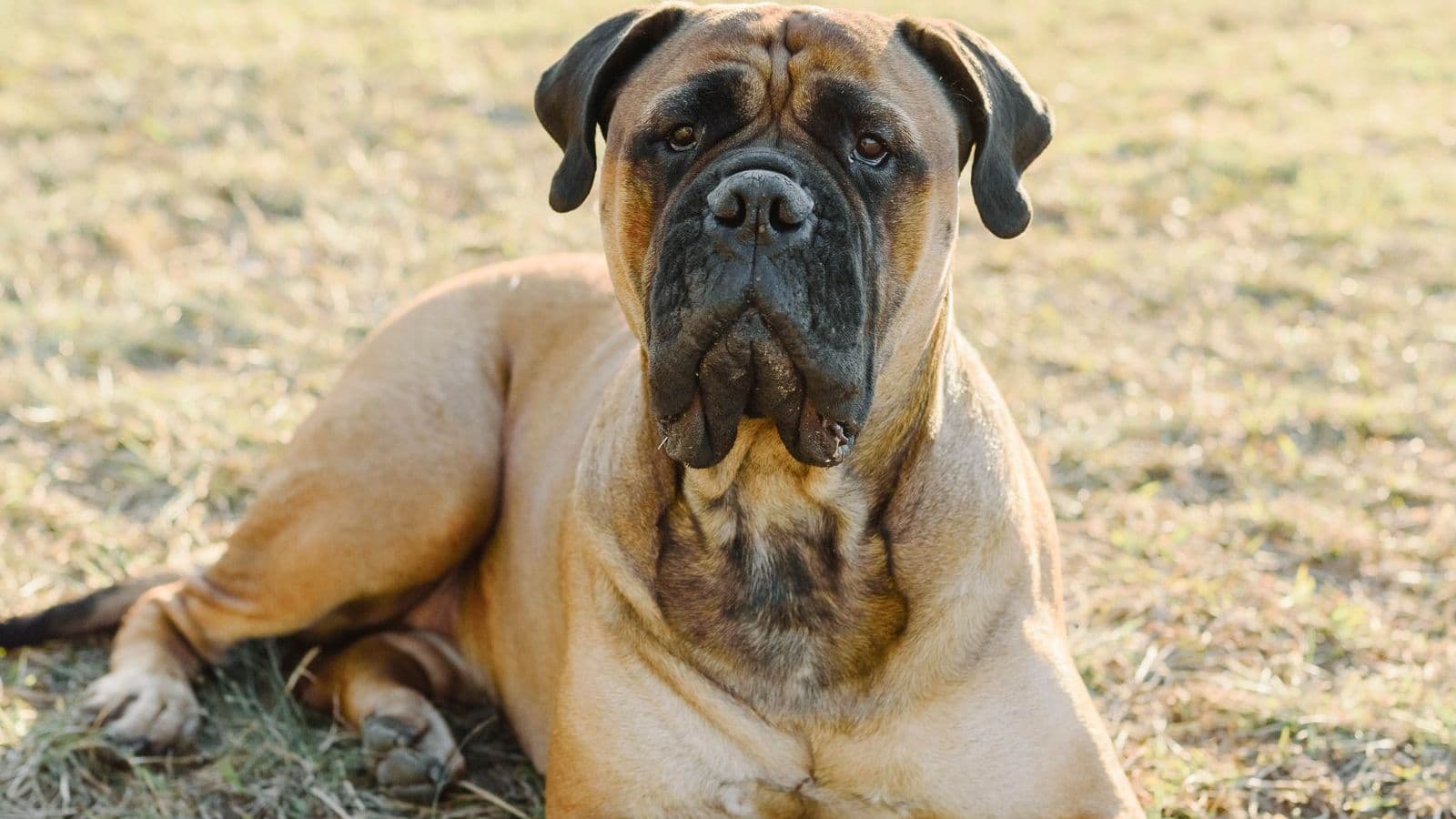 A Bullmastiff