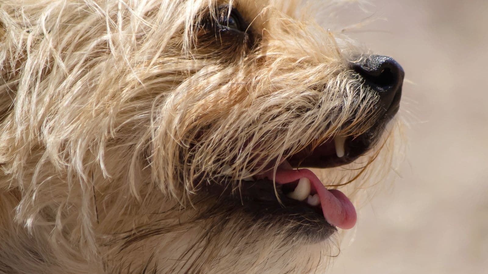 A Cairn Terrier