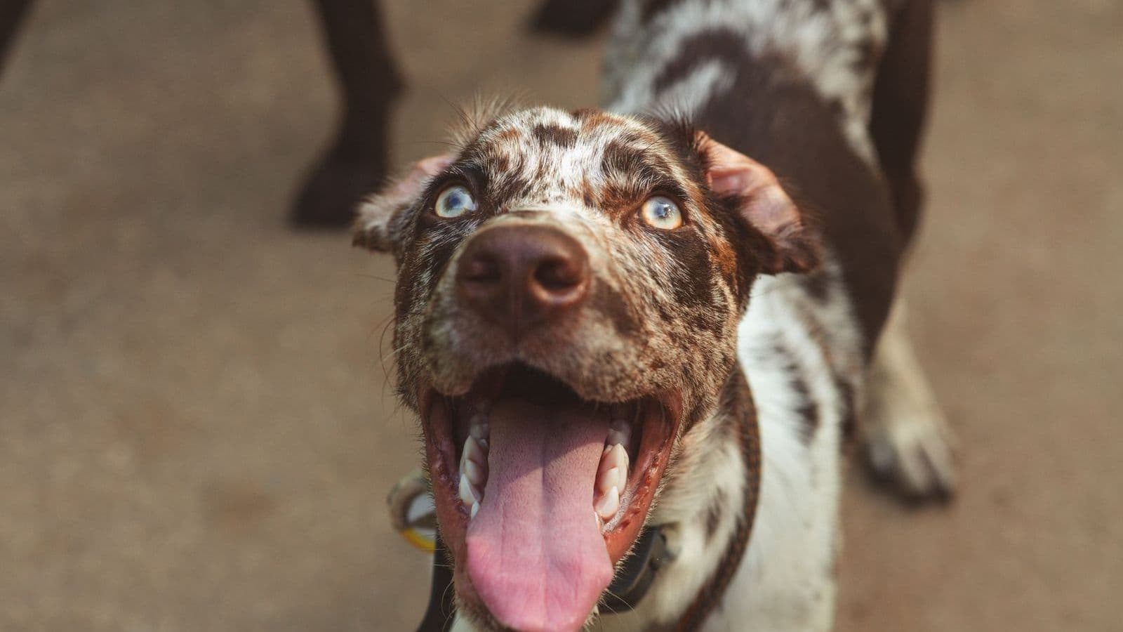 A Catahoula Leopard Dog